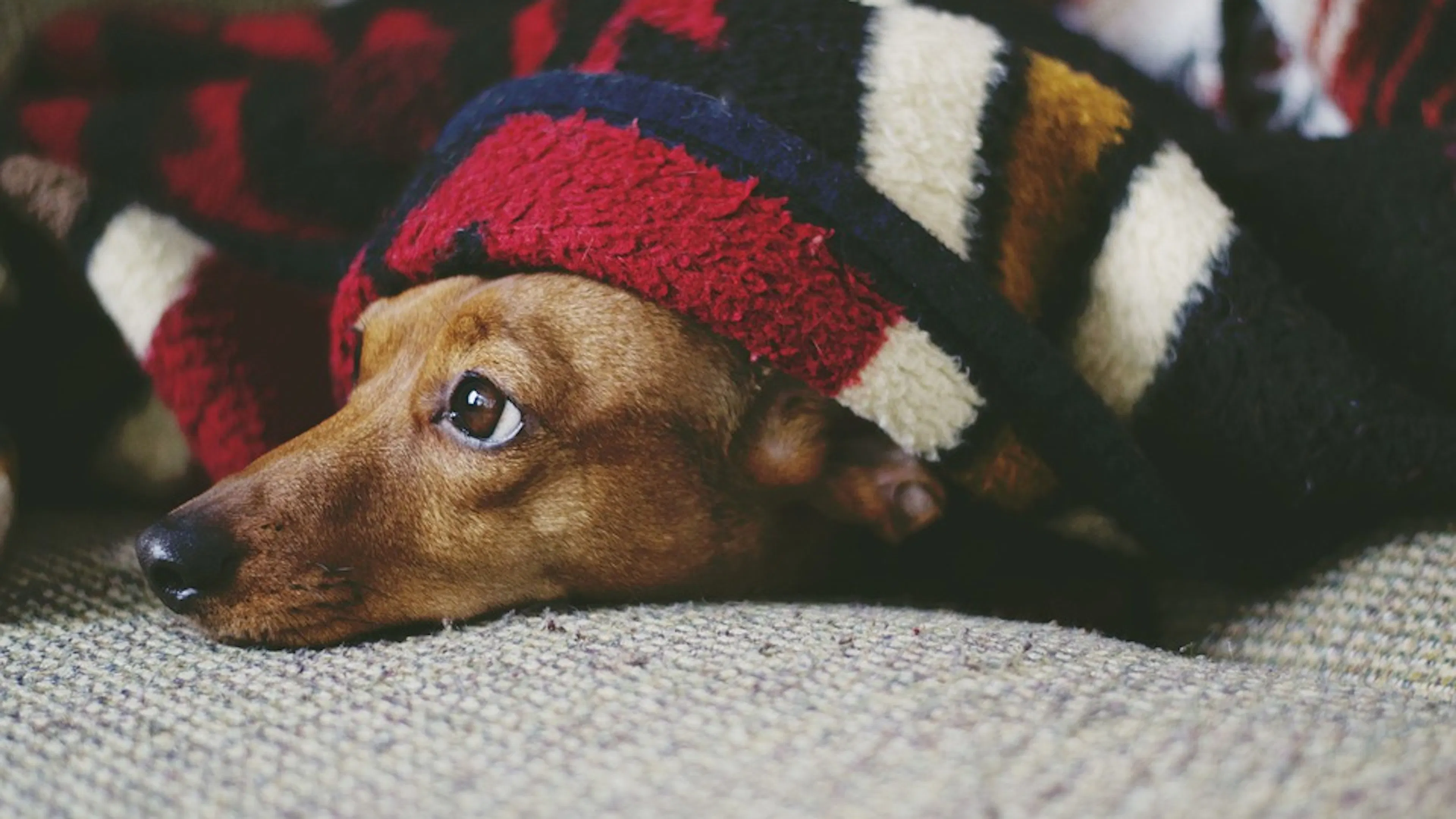 A brown dachshund dog snuggled under a fuzzy red and white blanket with just its head poking out