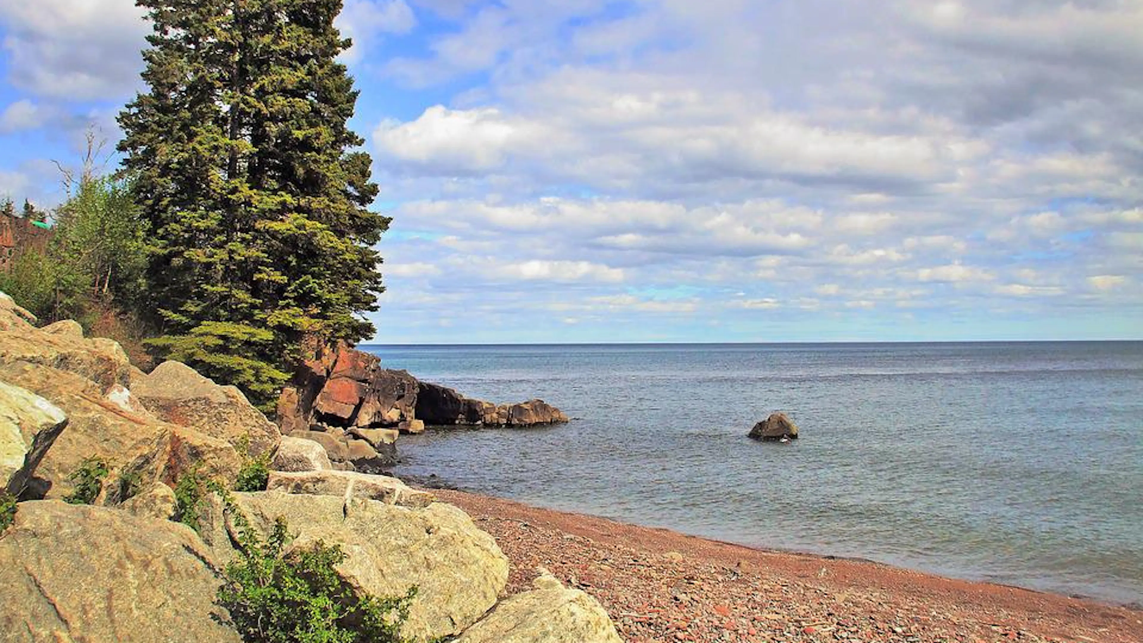 A large pine tree on the rocky shore of Lake Superior on a clear sunny day