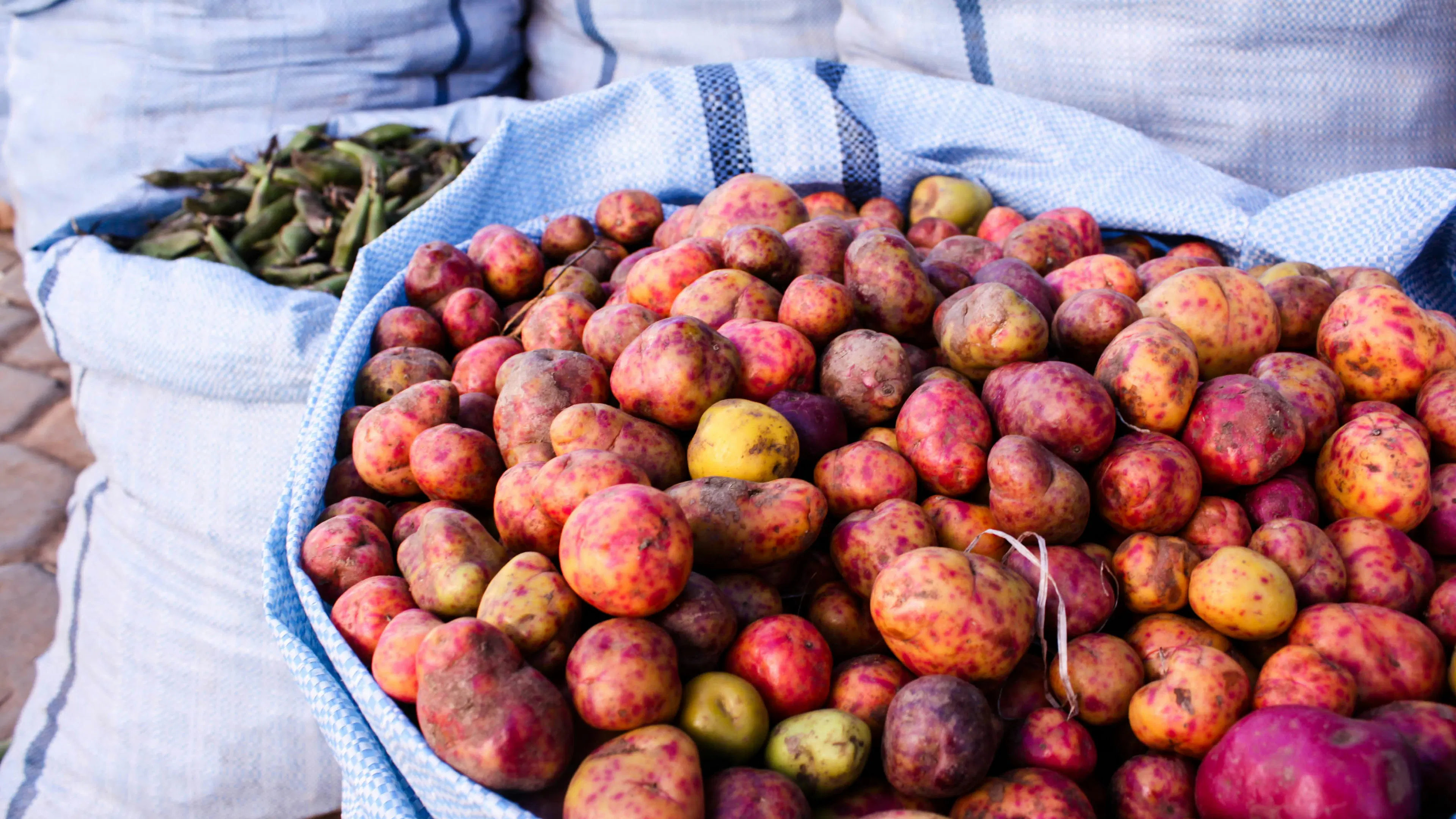 A linen bag full of fingerling potatoes 
