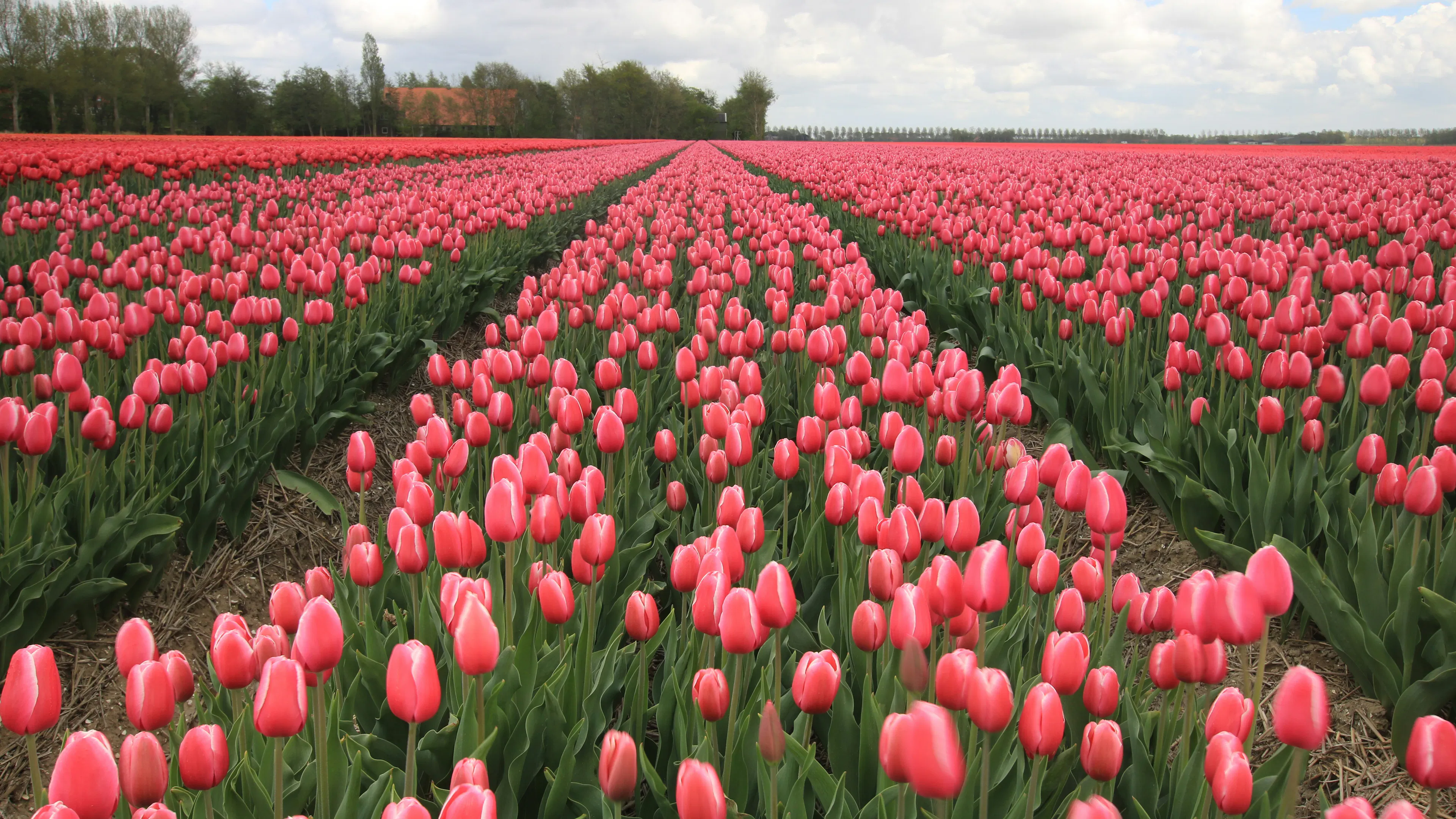 A field of pink tulips receding into the distance on a sunny day