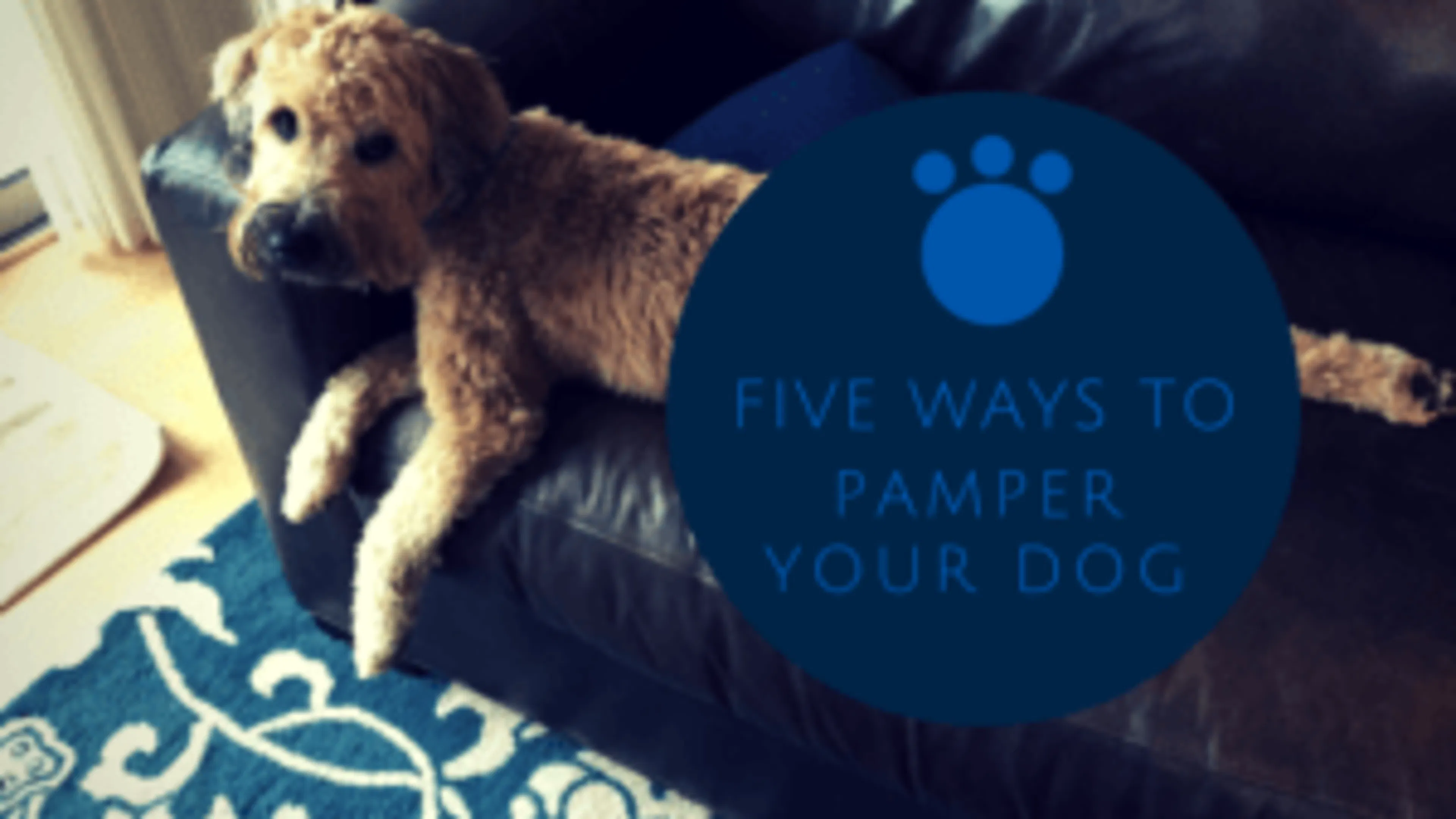 Five Ways to Pamper Your Dog