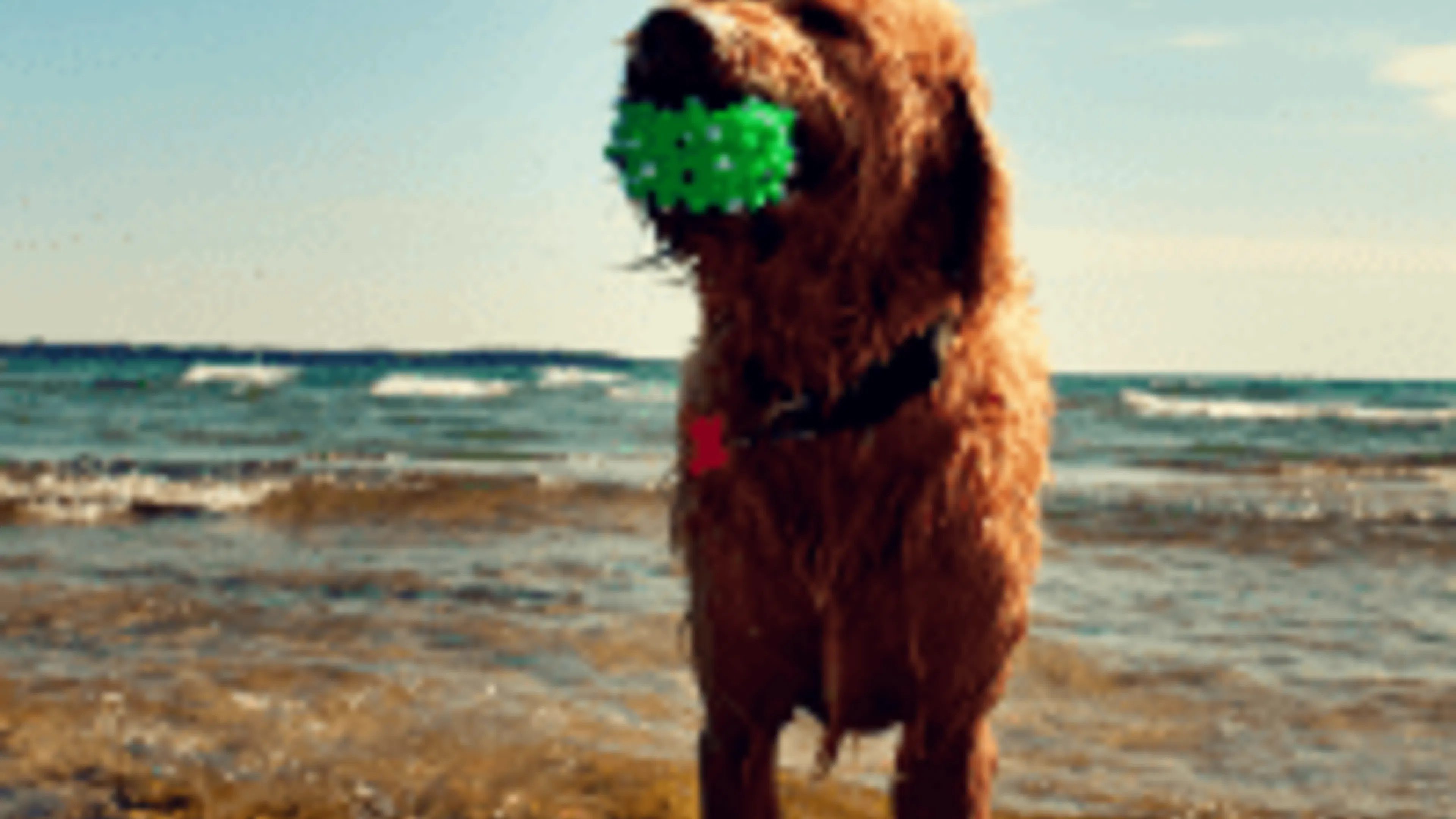 Five Helpful Tips to Keep Your Pet Safe This Summer 