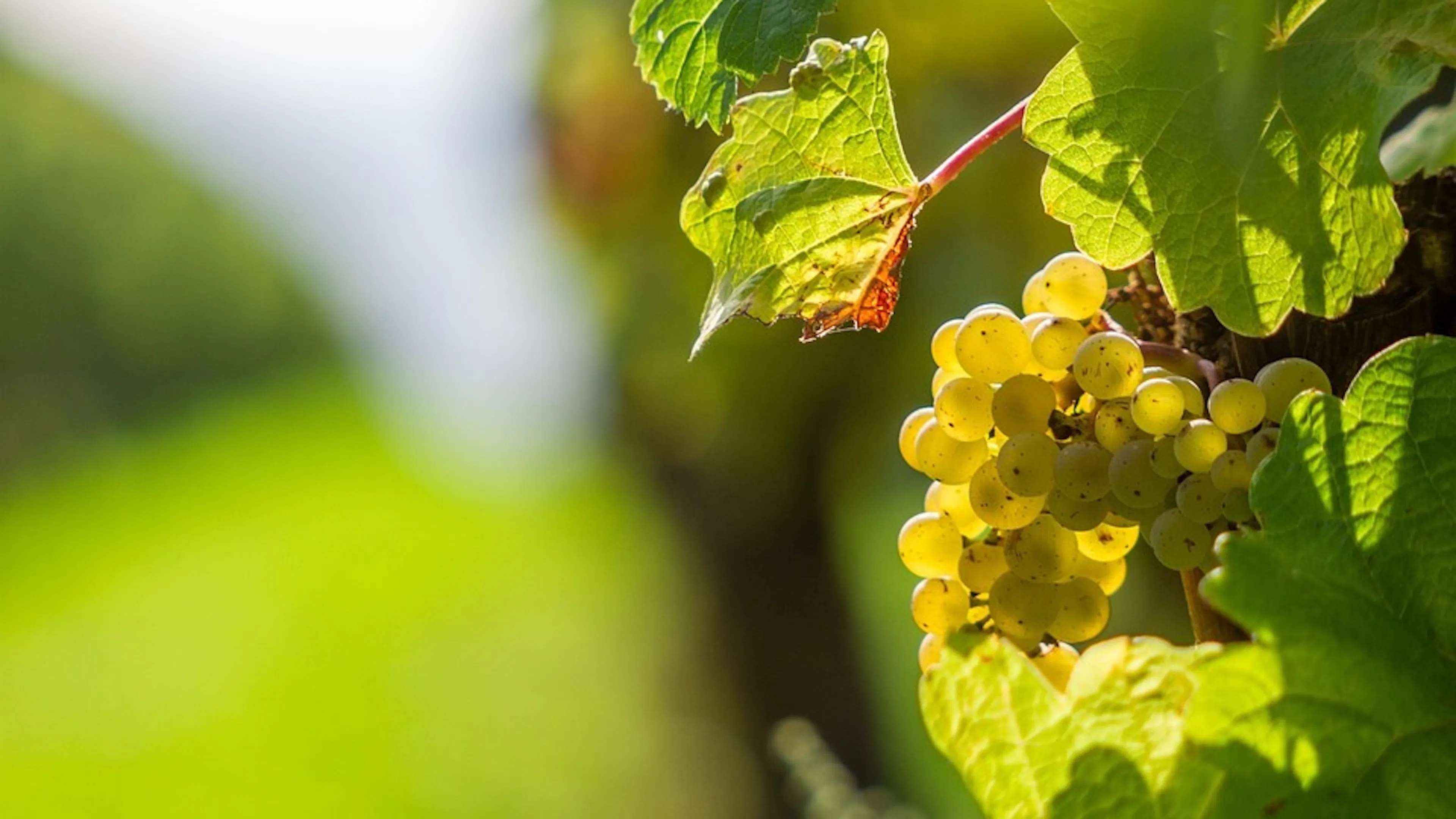 A close up picture of a bunch of white grapes on a vine in a vineyard on a bright sunny day