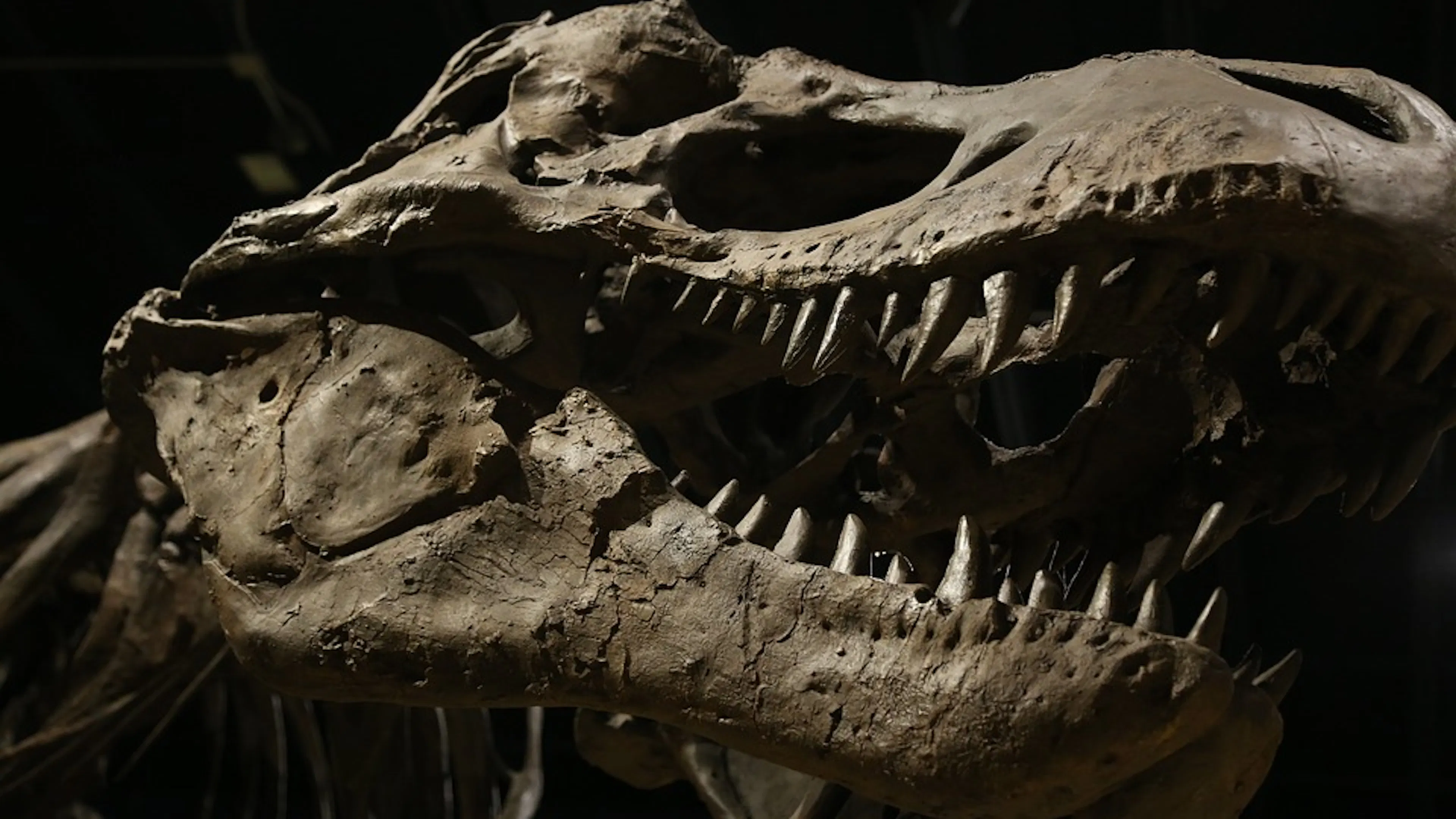 A close up of a Tyrannosuarus Rex fossil skull set against a dark background