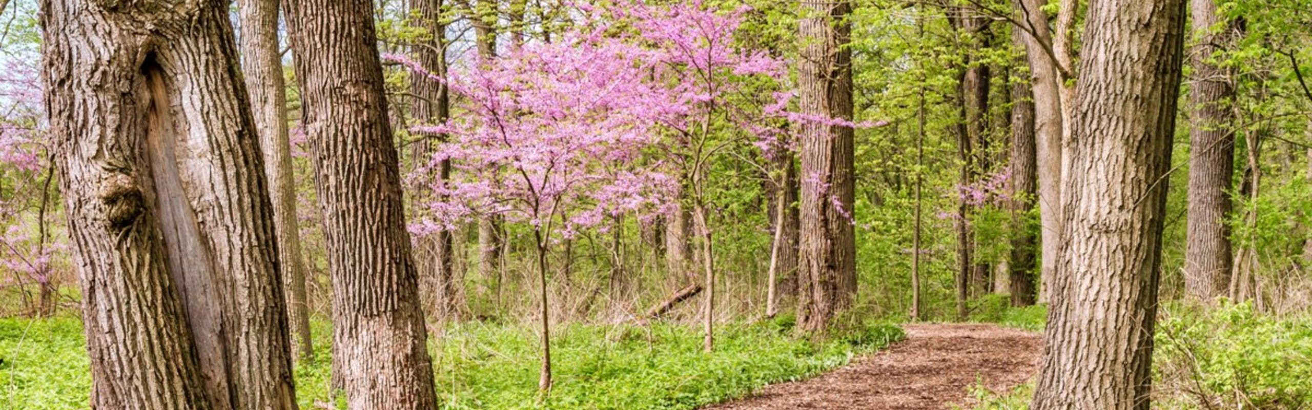 Sunny forest near AMLI Quadrangle with tall bright green trees and grass with scattered thin pink trees along a dirt path