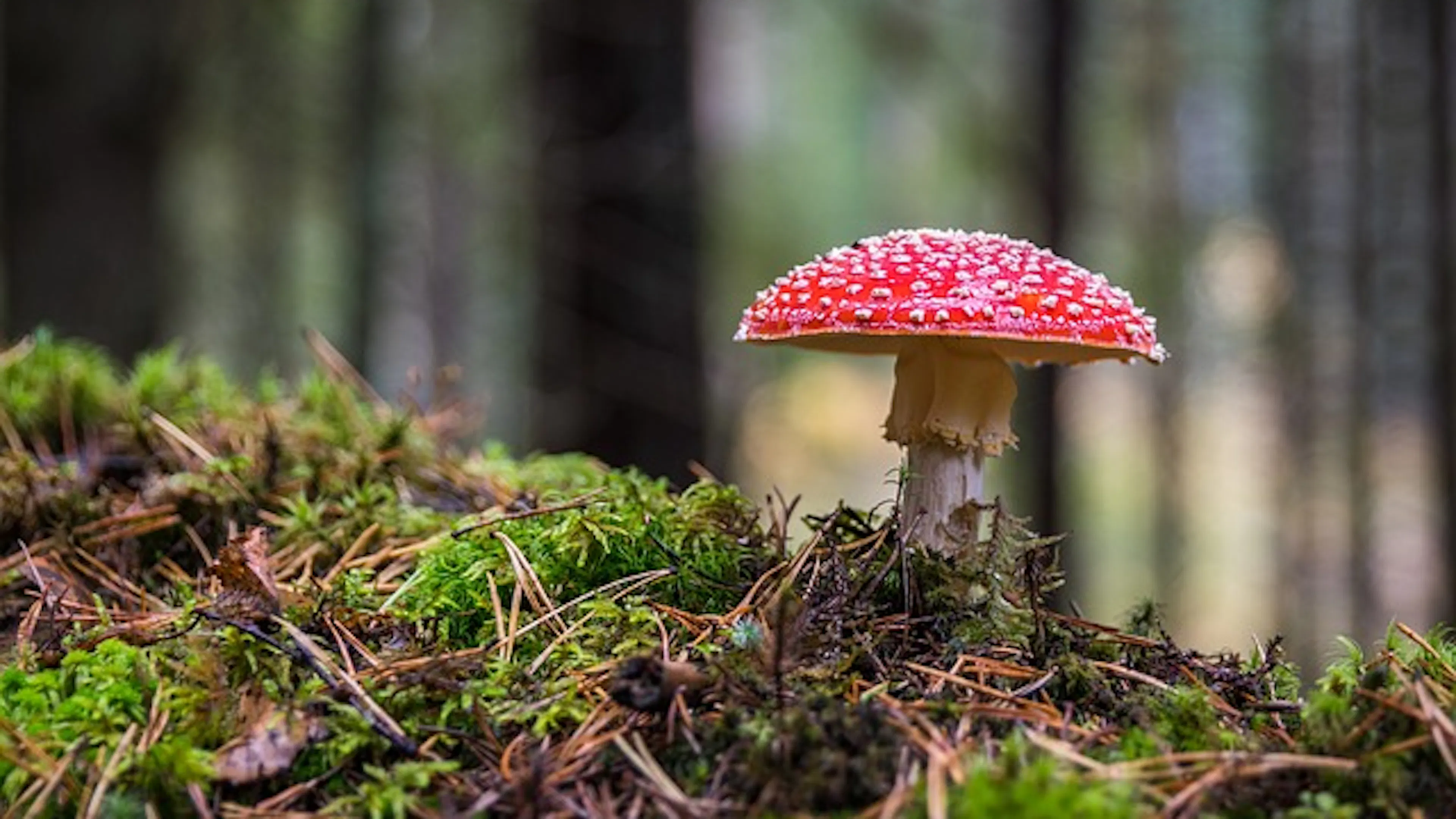 Closeup of a red amanita mushroom growing out of a bed of moss in a thick forest