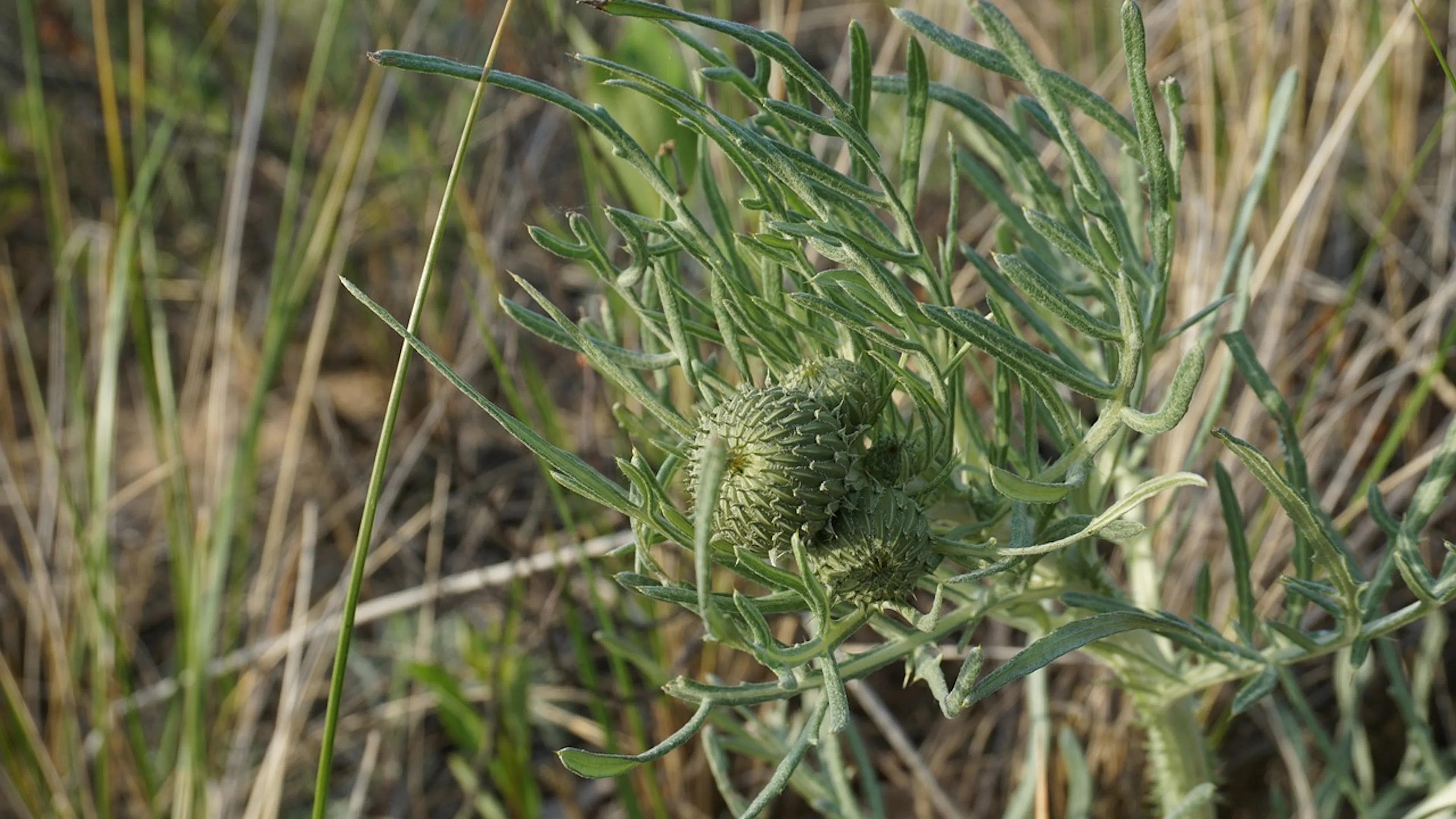 An unopened thistle set against a field of dry grasses