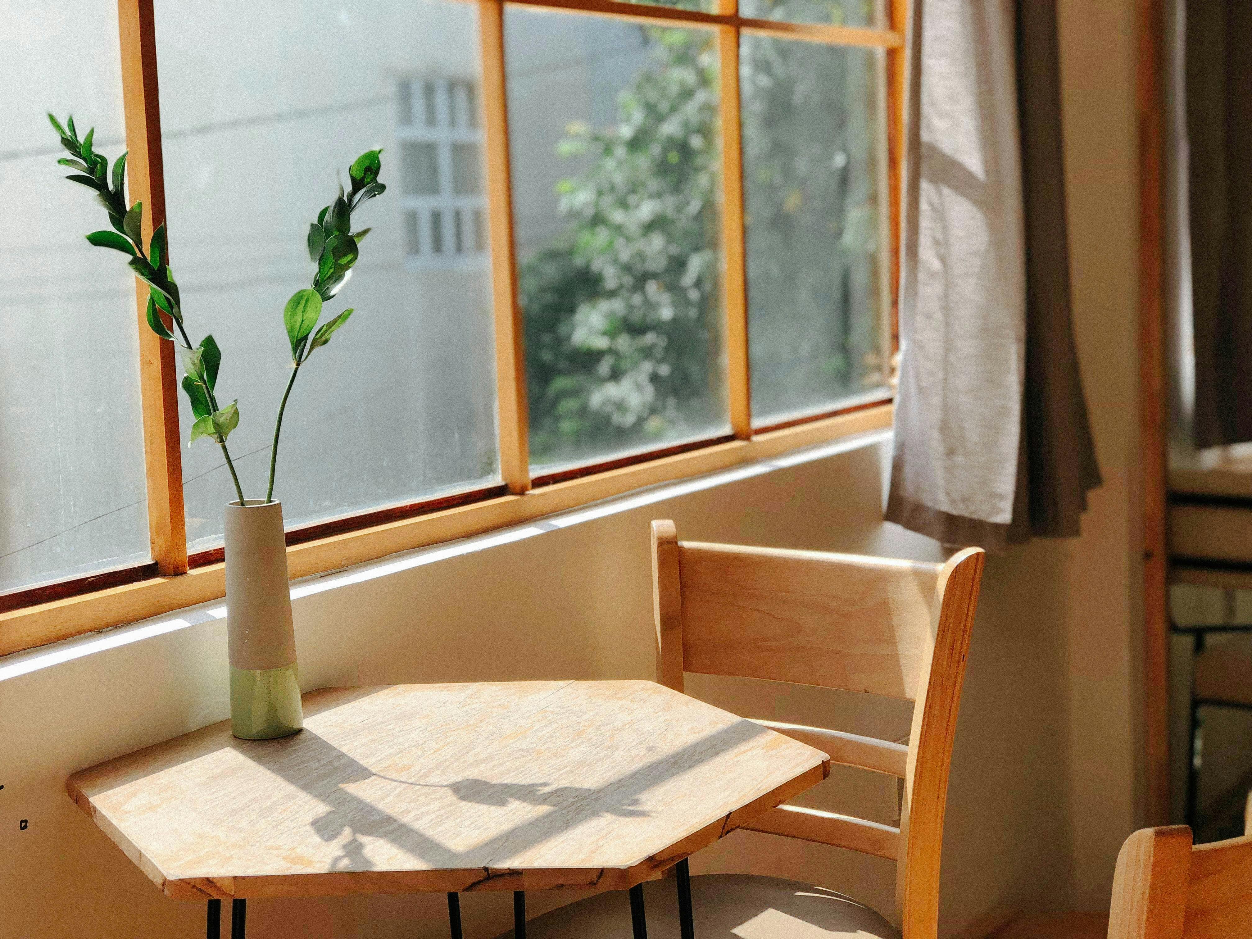 plant on sunny table by window
