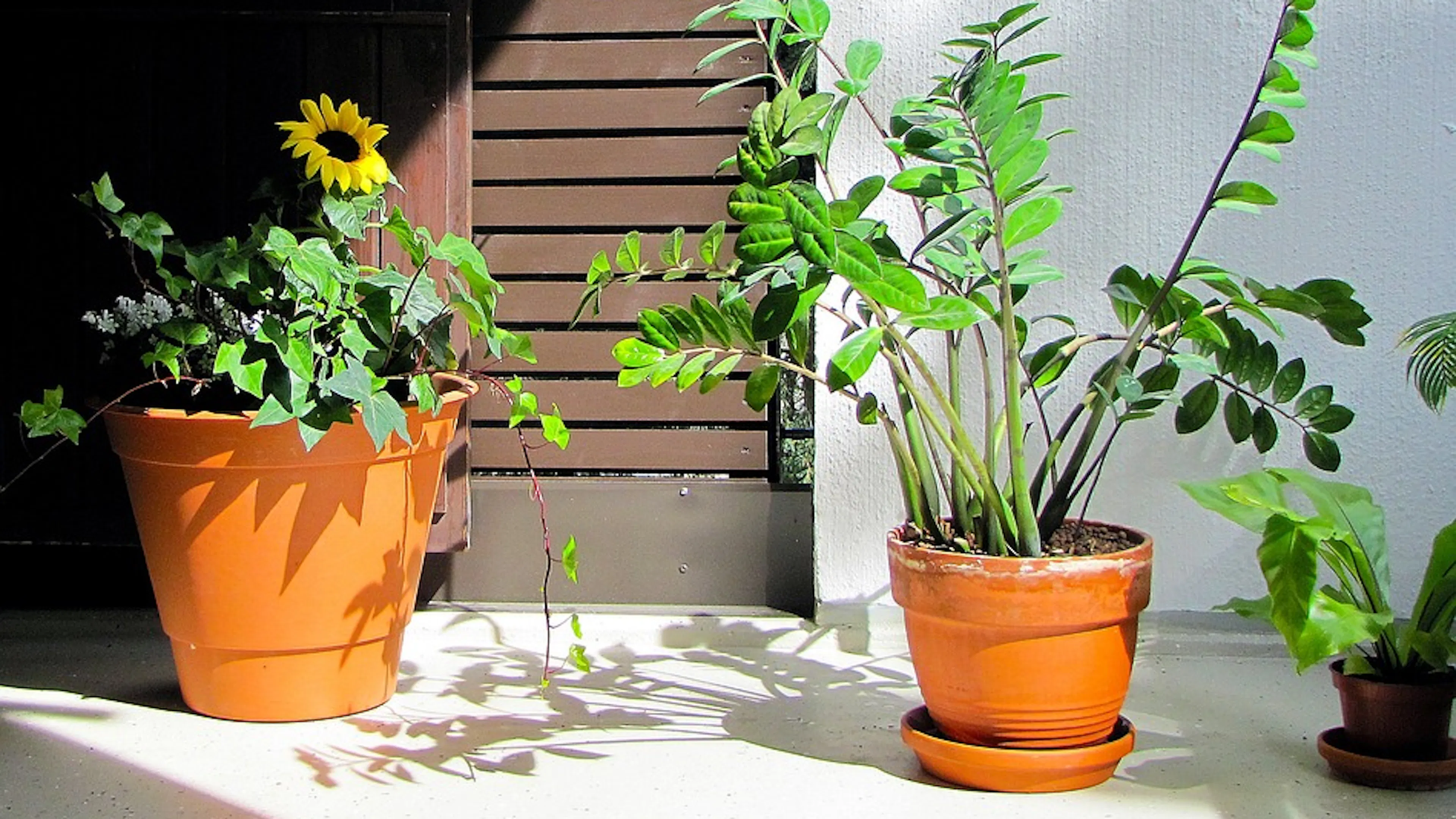 Two terracotta plant pots with sunflowers in one pot and a tall leafy plant in the other