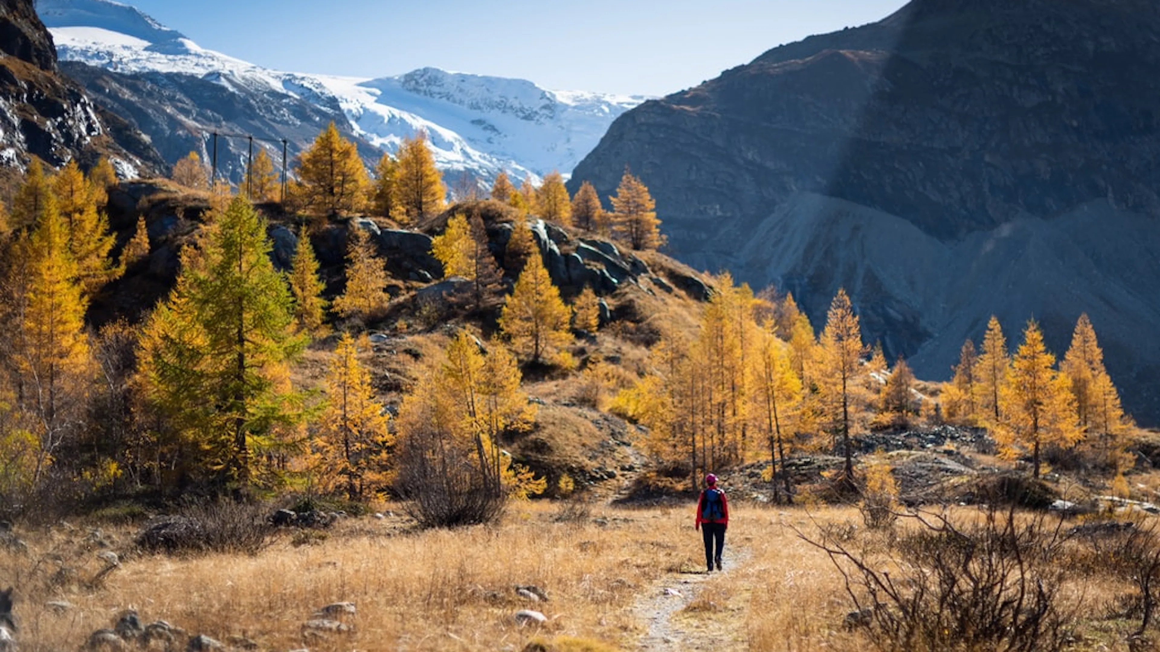 A lone hiker hiking through a grassy field toward a grove of yellow larch trees with mountains in the background