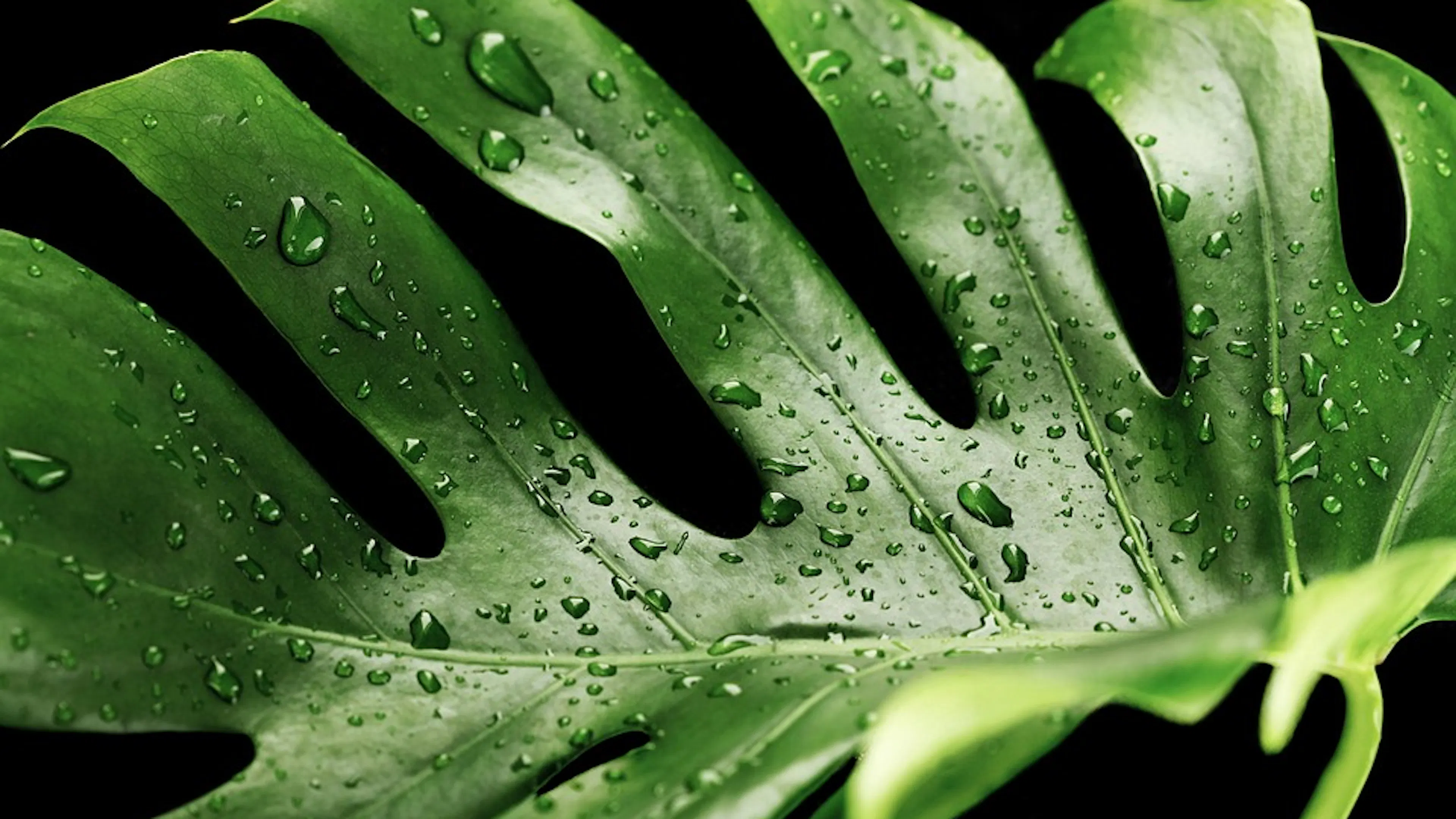 A close up of a monstera leaf with water droplets shining in the light