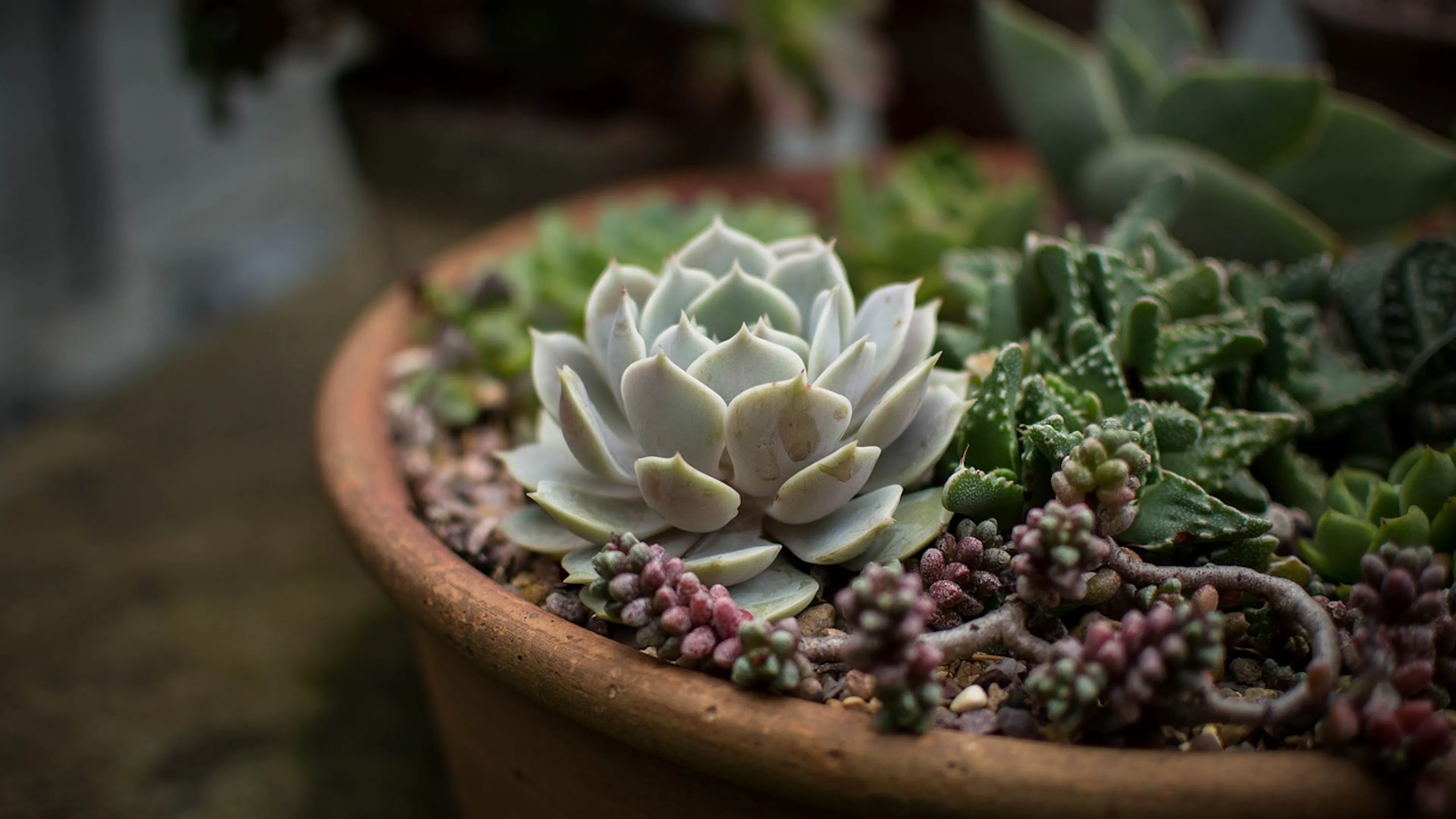 close up of a small green succulent surrounded by smaller plants in a large clay pot