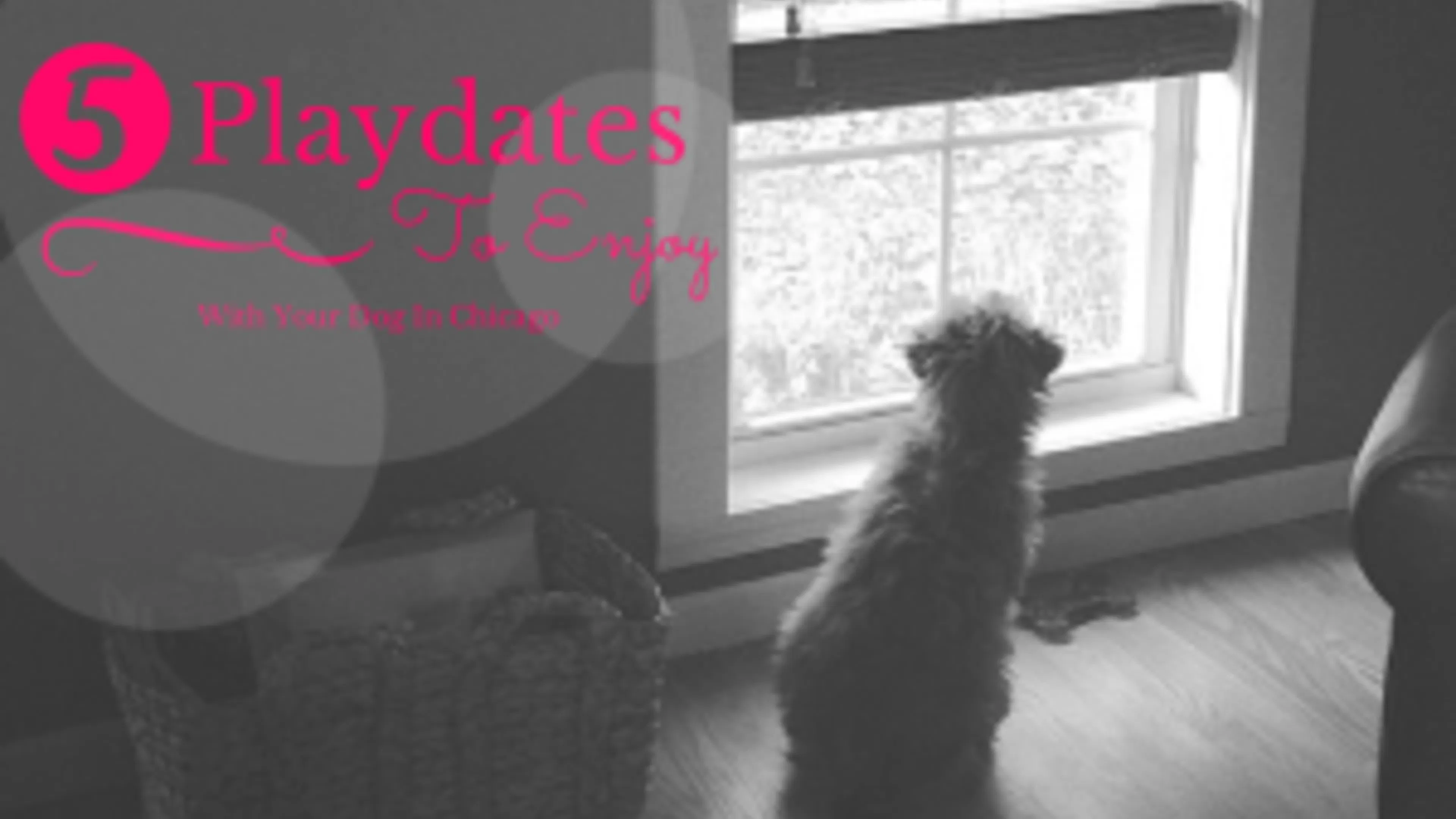 Five Playdates to Enjoy with Your Dog in Chicago