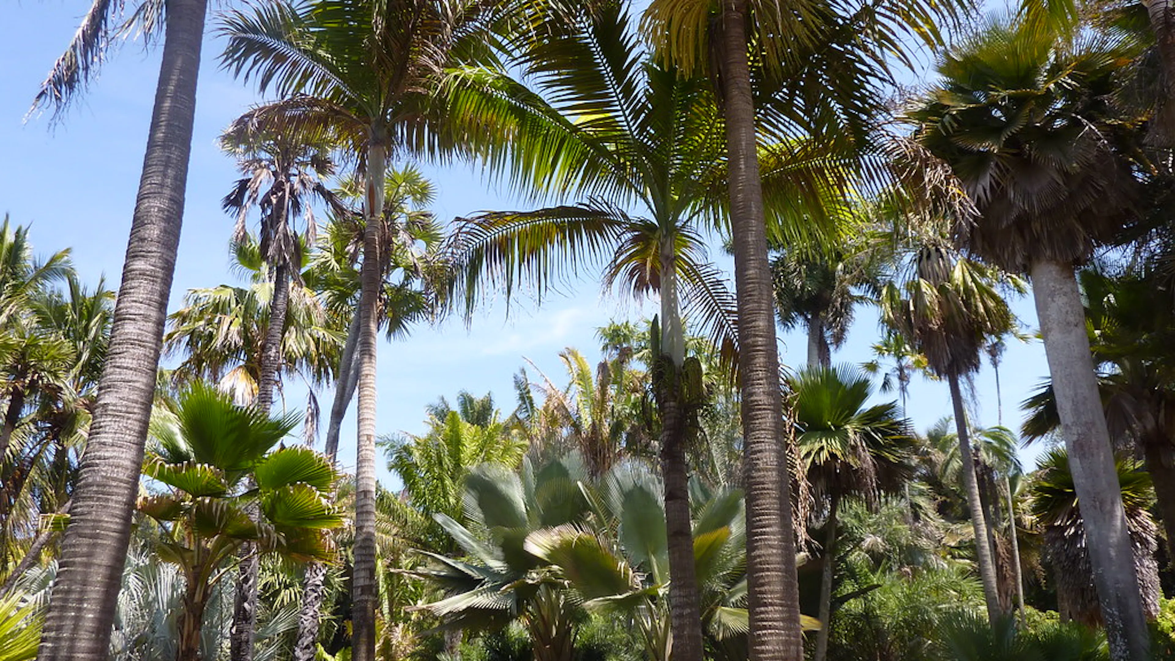 A grove of palm trees set against a blue sky looking from the ground up with a few shrubs and bushes below