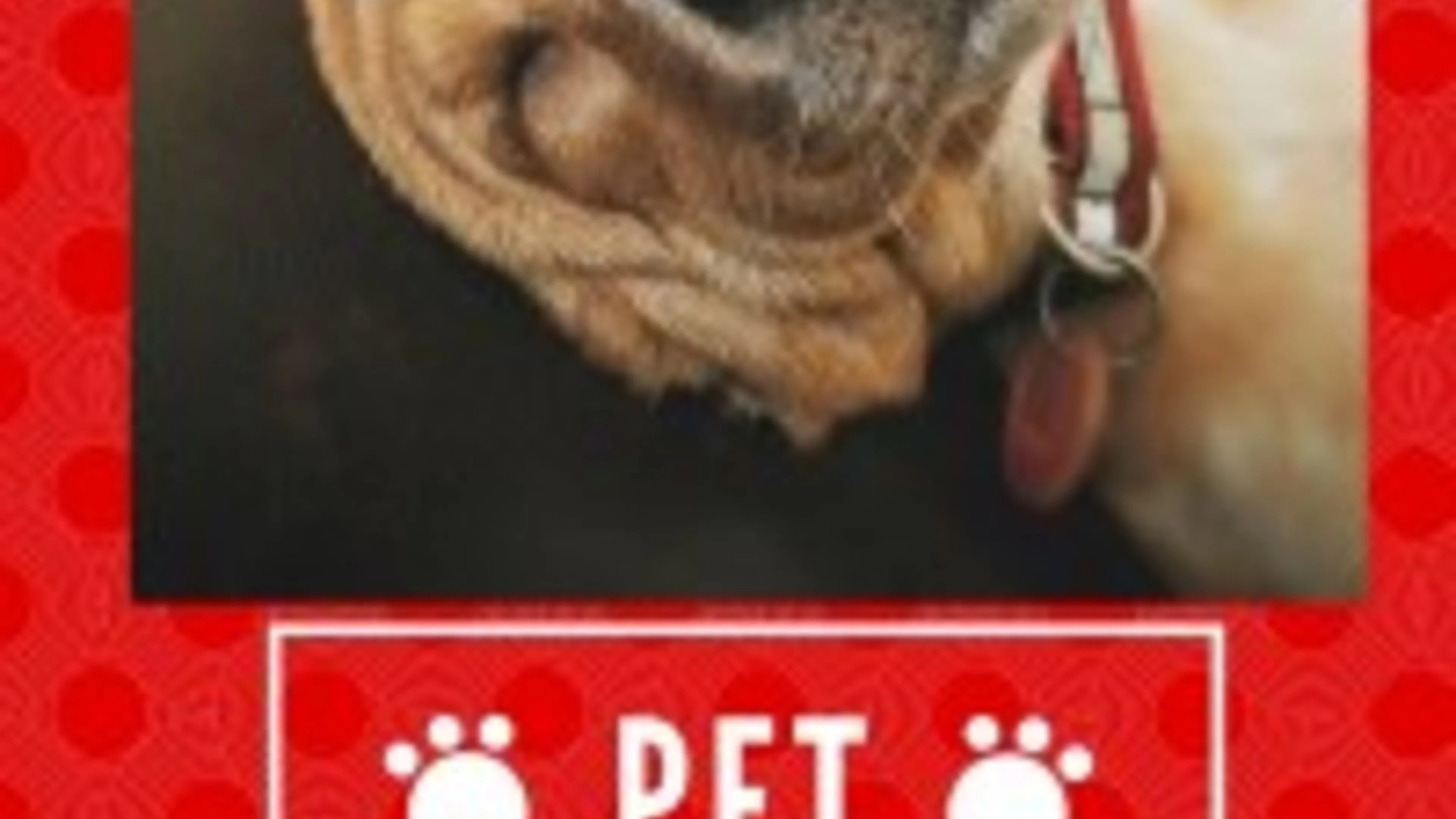 Pet of the Month: Houston's Playful Stella