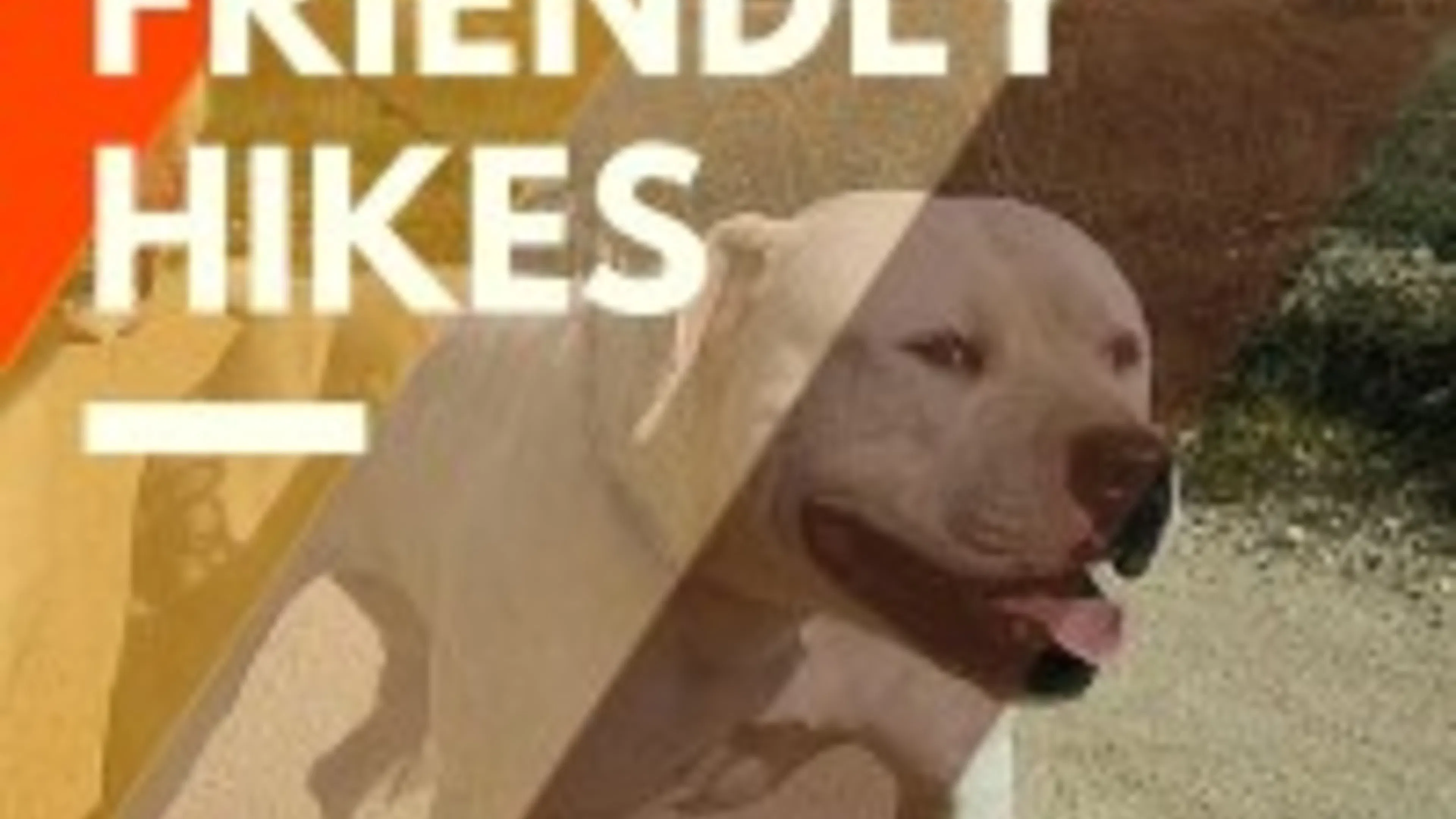 Five Pet-Friendly Hikes Near Your Canoga Park Apartment