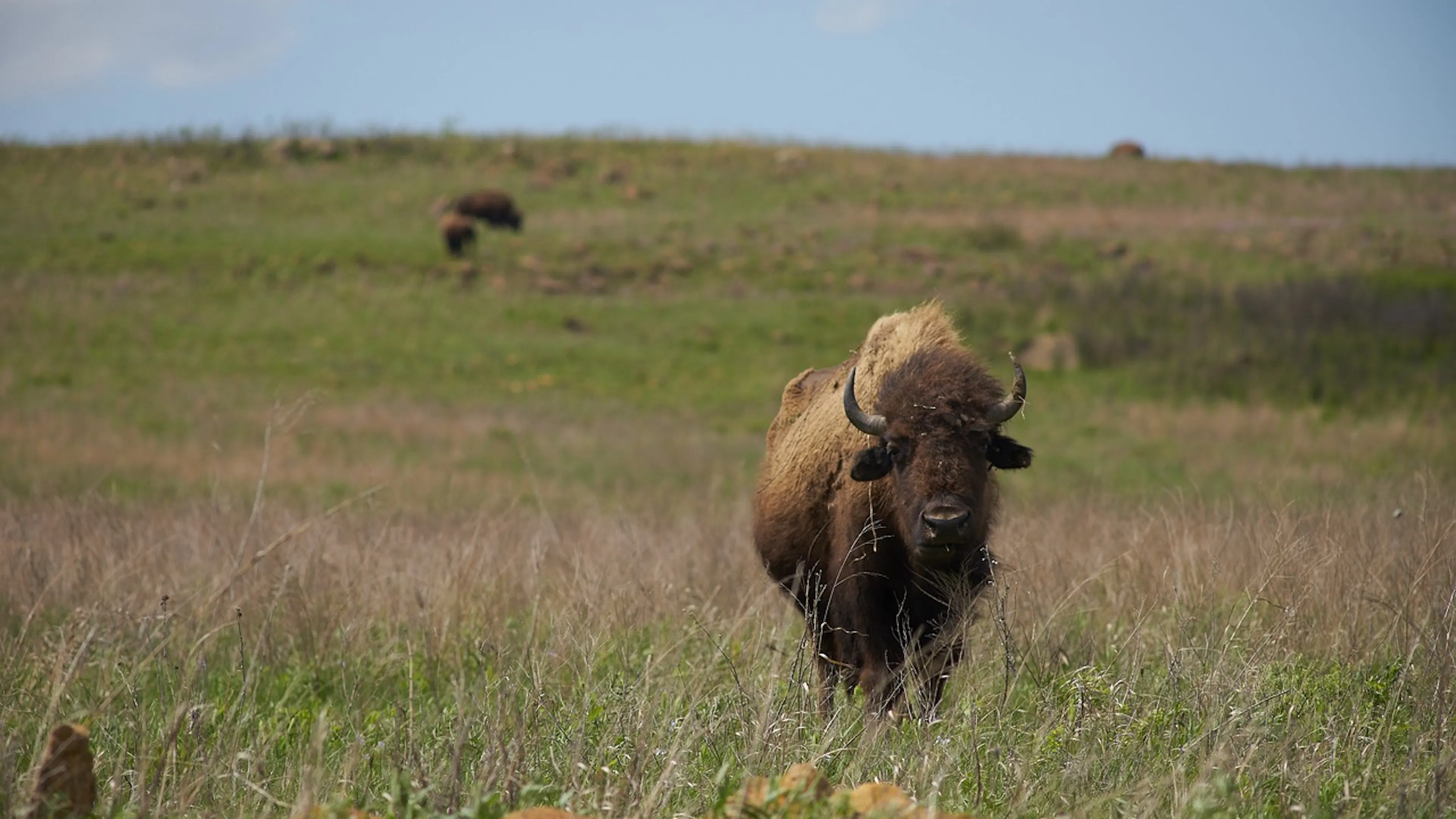 A bison standing in the middle of a grassland staring straight at the camera