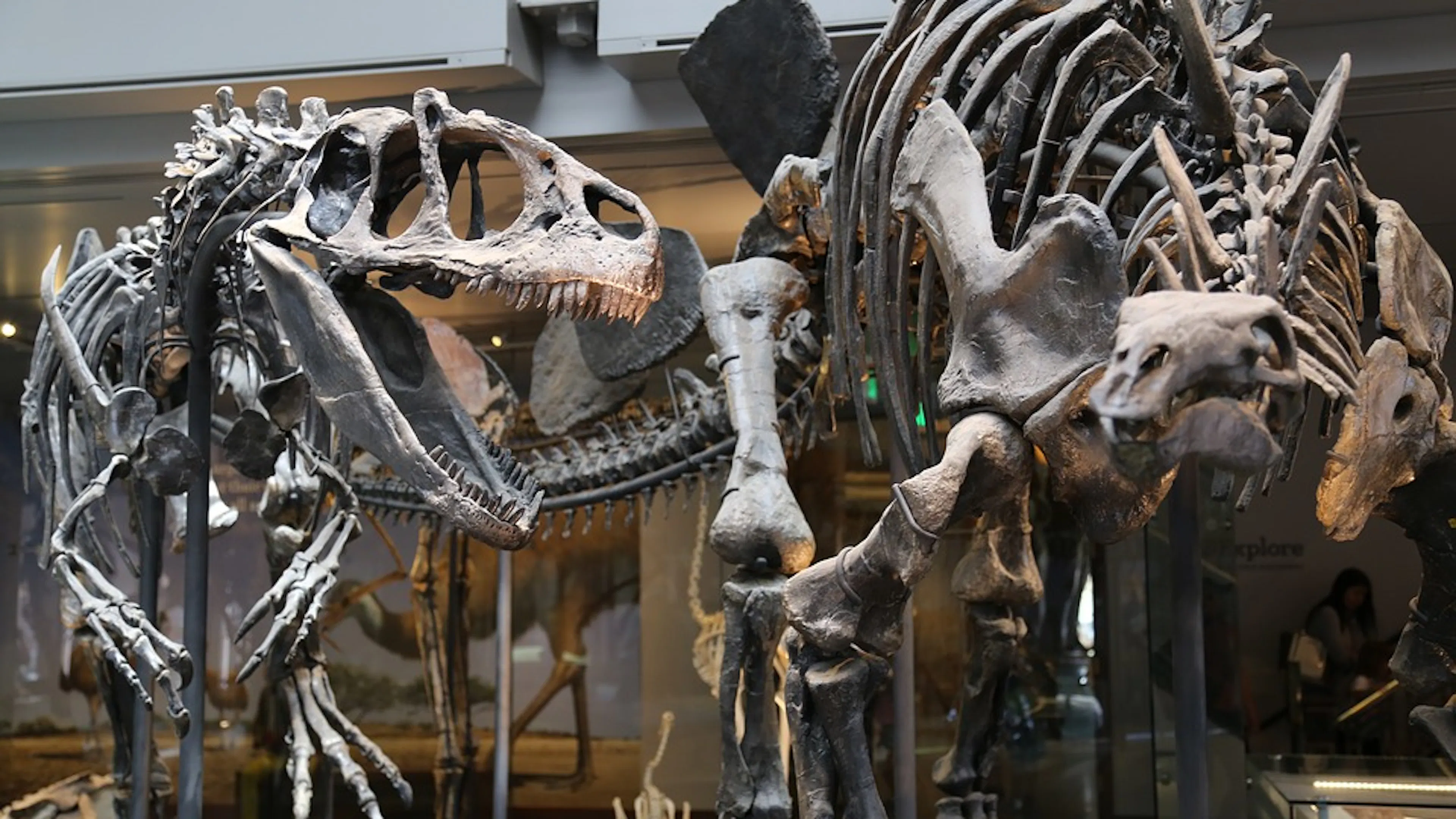 Two complete dinosaur fossils standing upright  in a museum 
