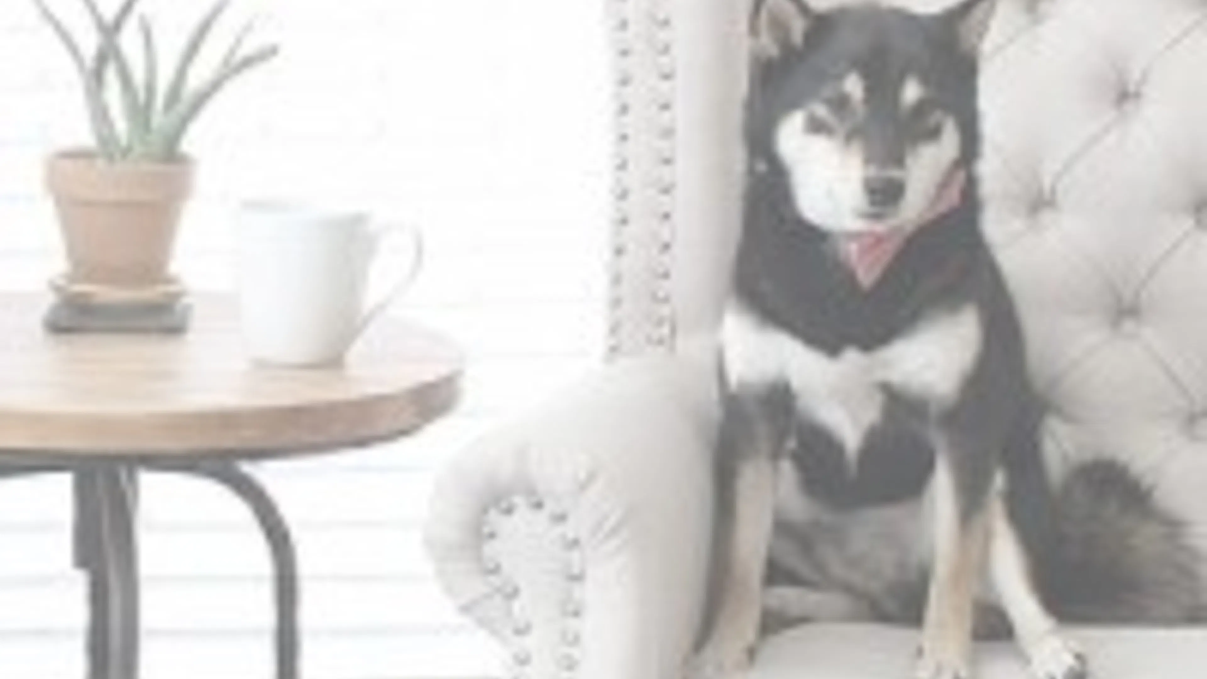 Apartment Petiquette 101 (pet + etiquette)