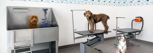 AMLI Addison paw wash with stainless sink with dog in it and two grooming stations and a mounted blow dryer and two cute dogs