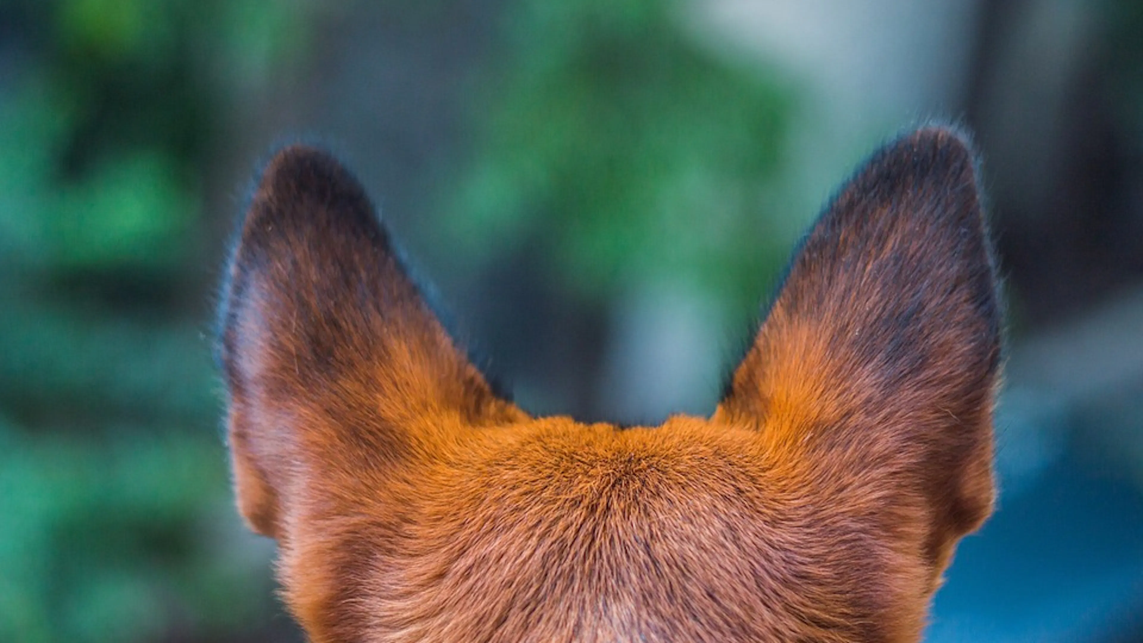 A dogs ears with reddish brown fur and black tips taken up close from behind 