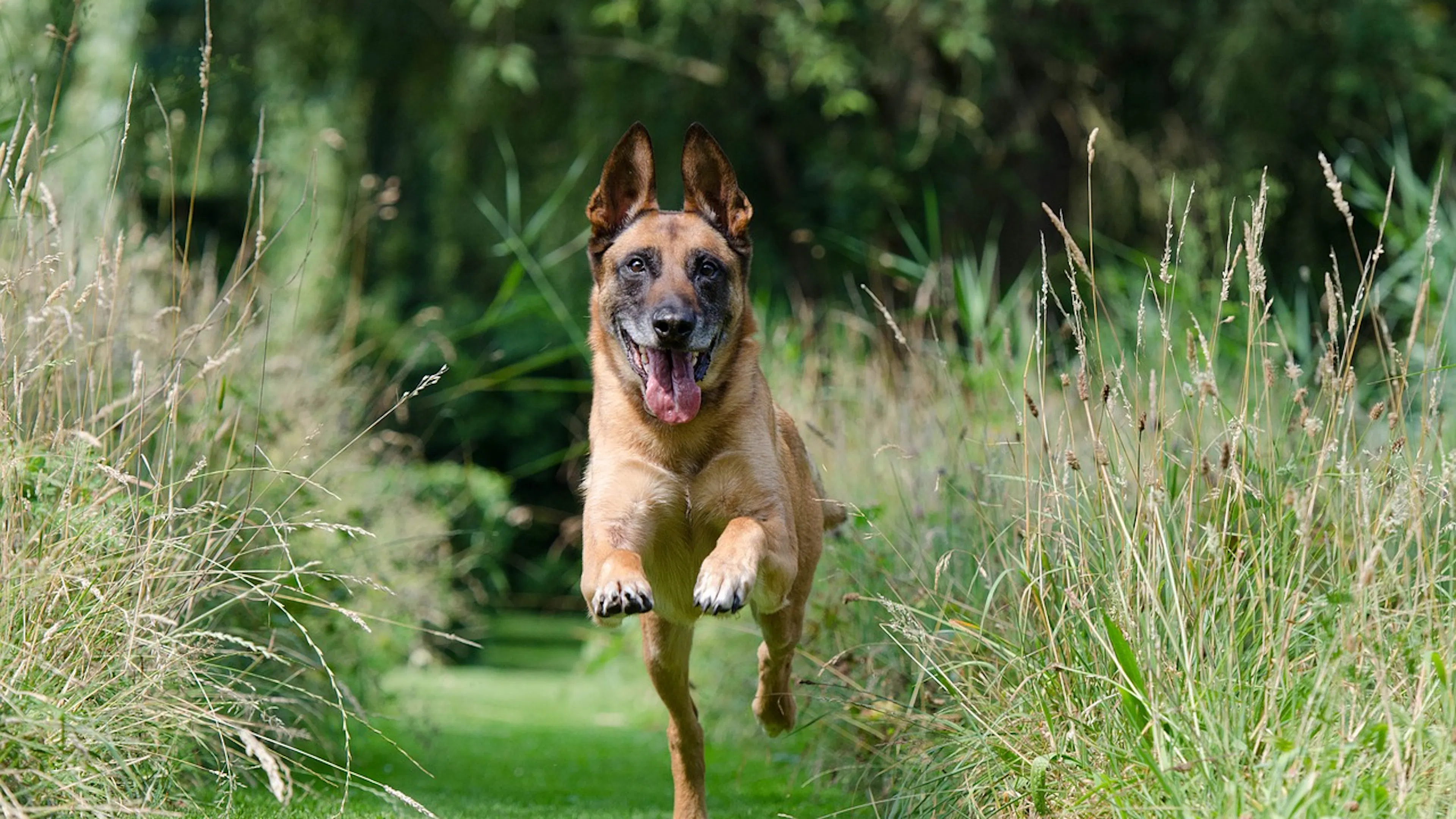 A Malinois dog running toward the camera through a field of tall green grass with his tongue flapping and his tail wagging