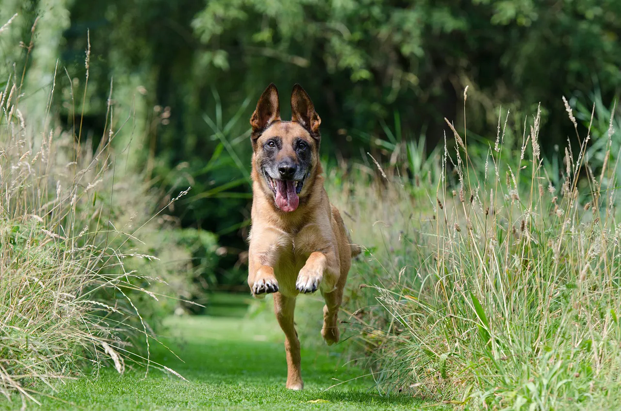 A malinois dog running toward the camera through a field of tall green grass with his tongue flapping and his tail wagging