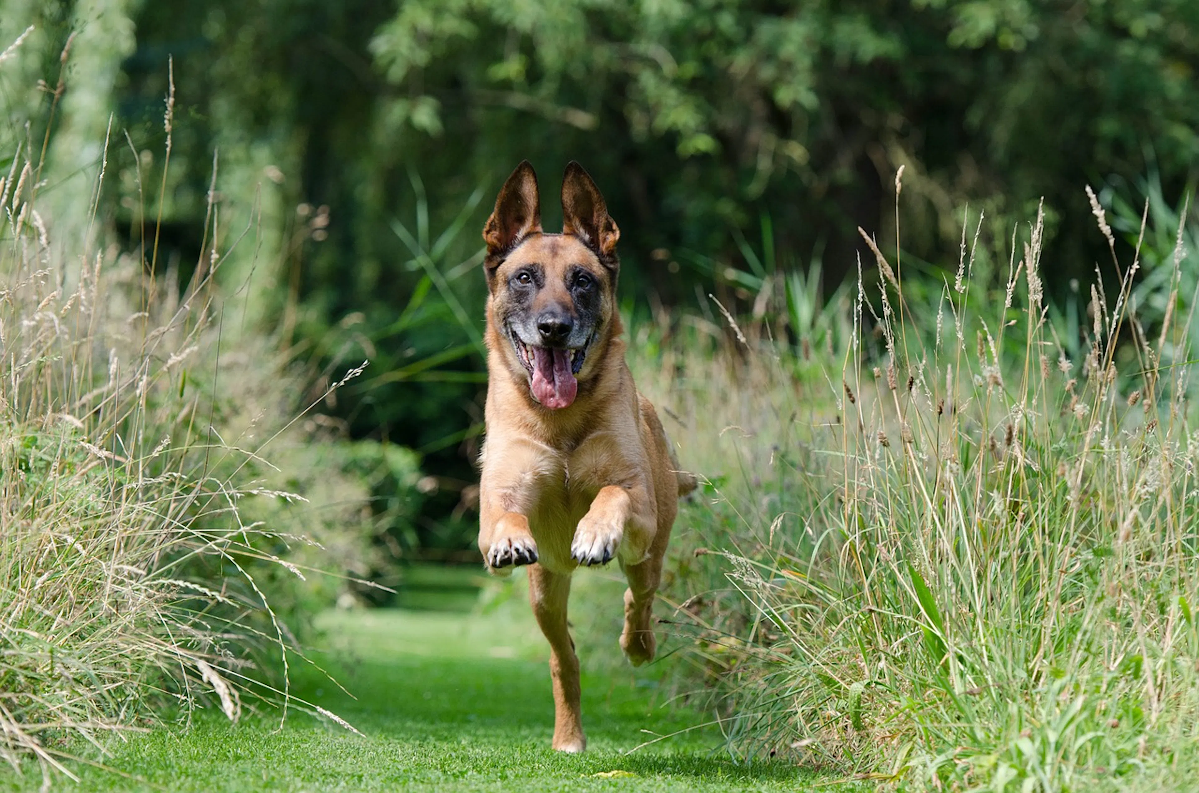 A malinois dog running toward the camera through a field of tall green grass with his tongue flapping and his tail wagging