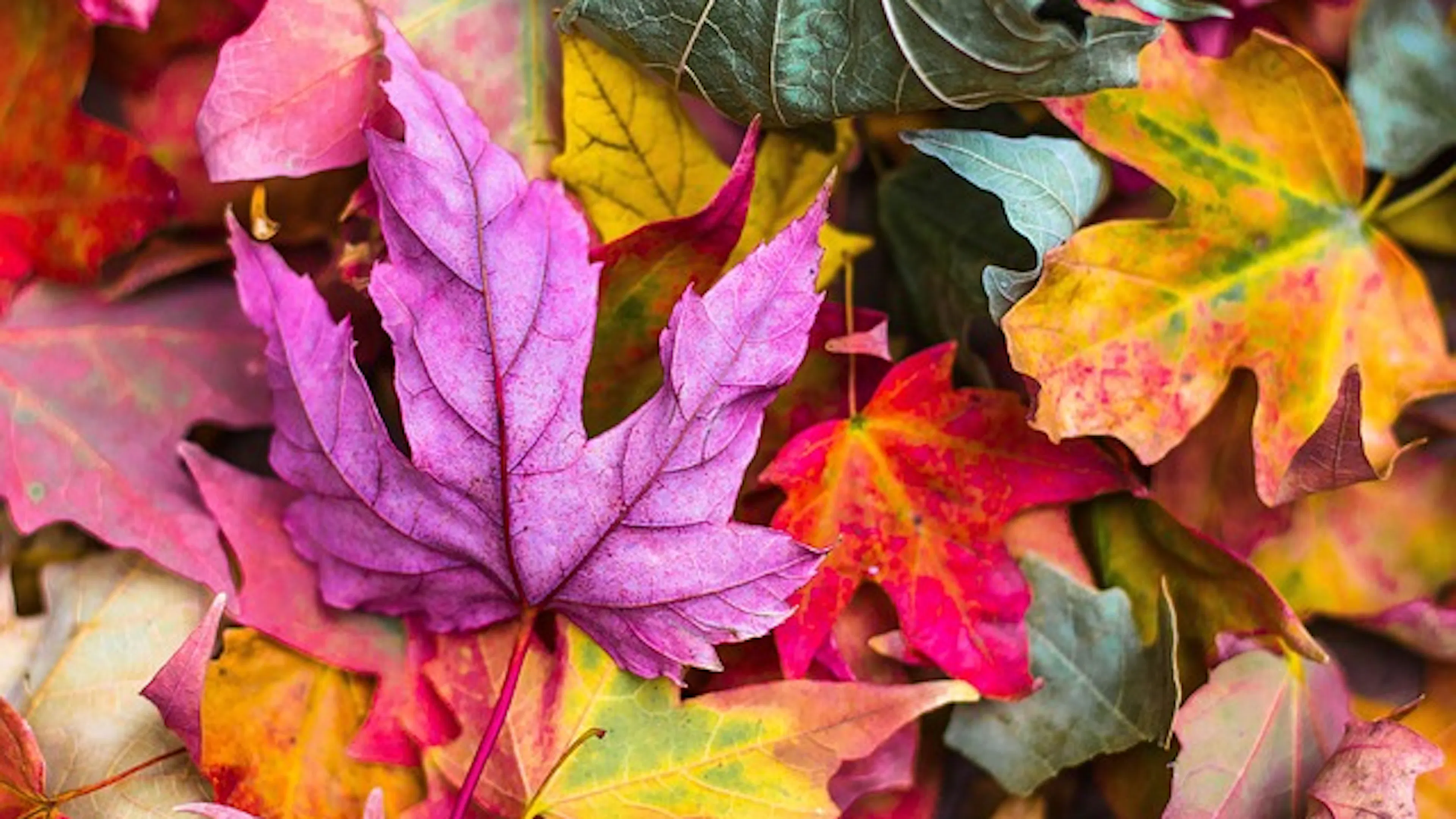 Closeup of colorful fall leaves scattered on the ground