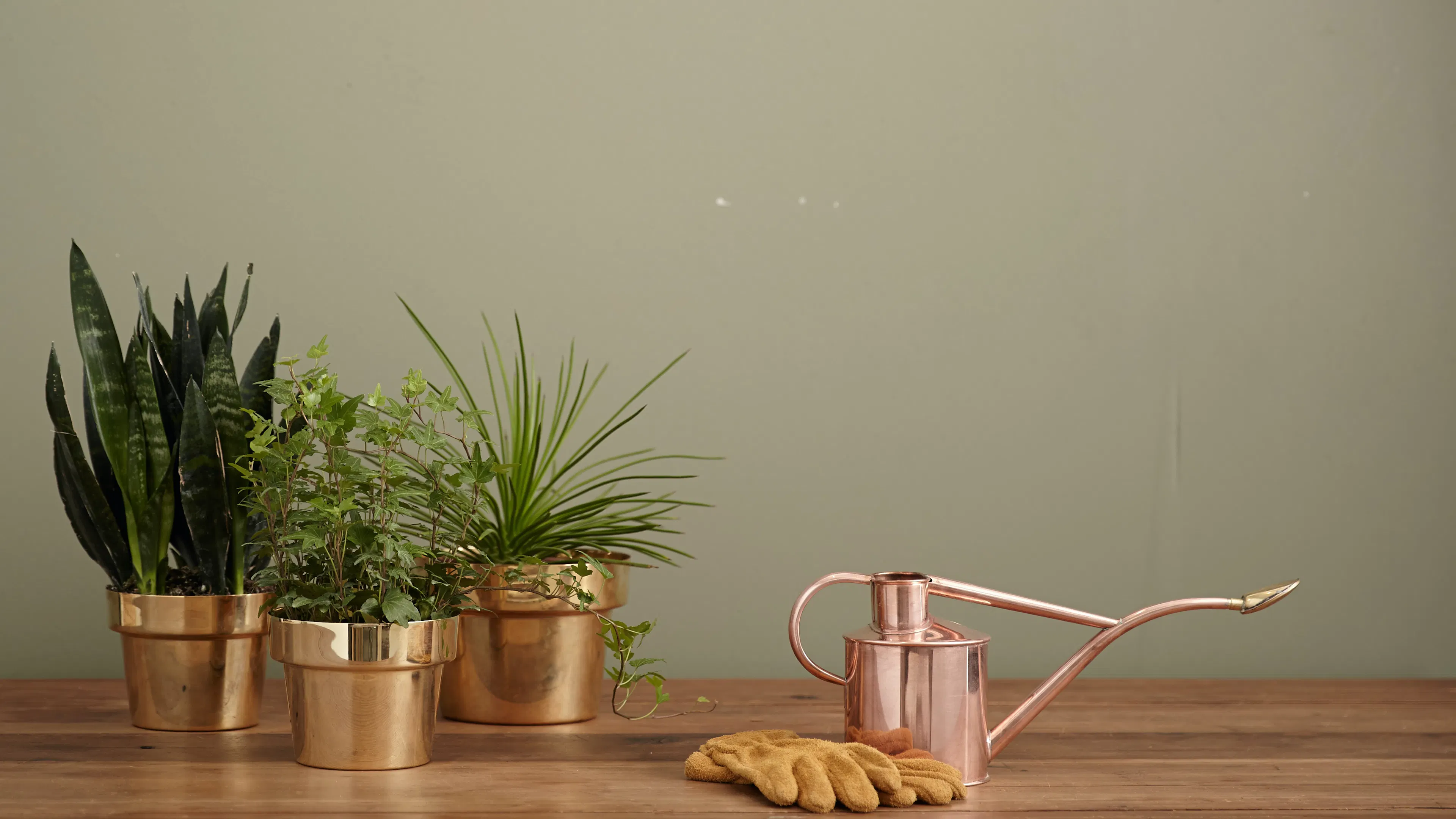 Three small houseplants in shiny pots next to a copper watering can and a pair of gardening gloves
