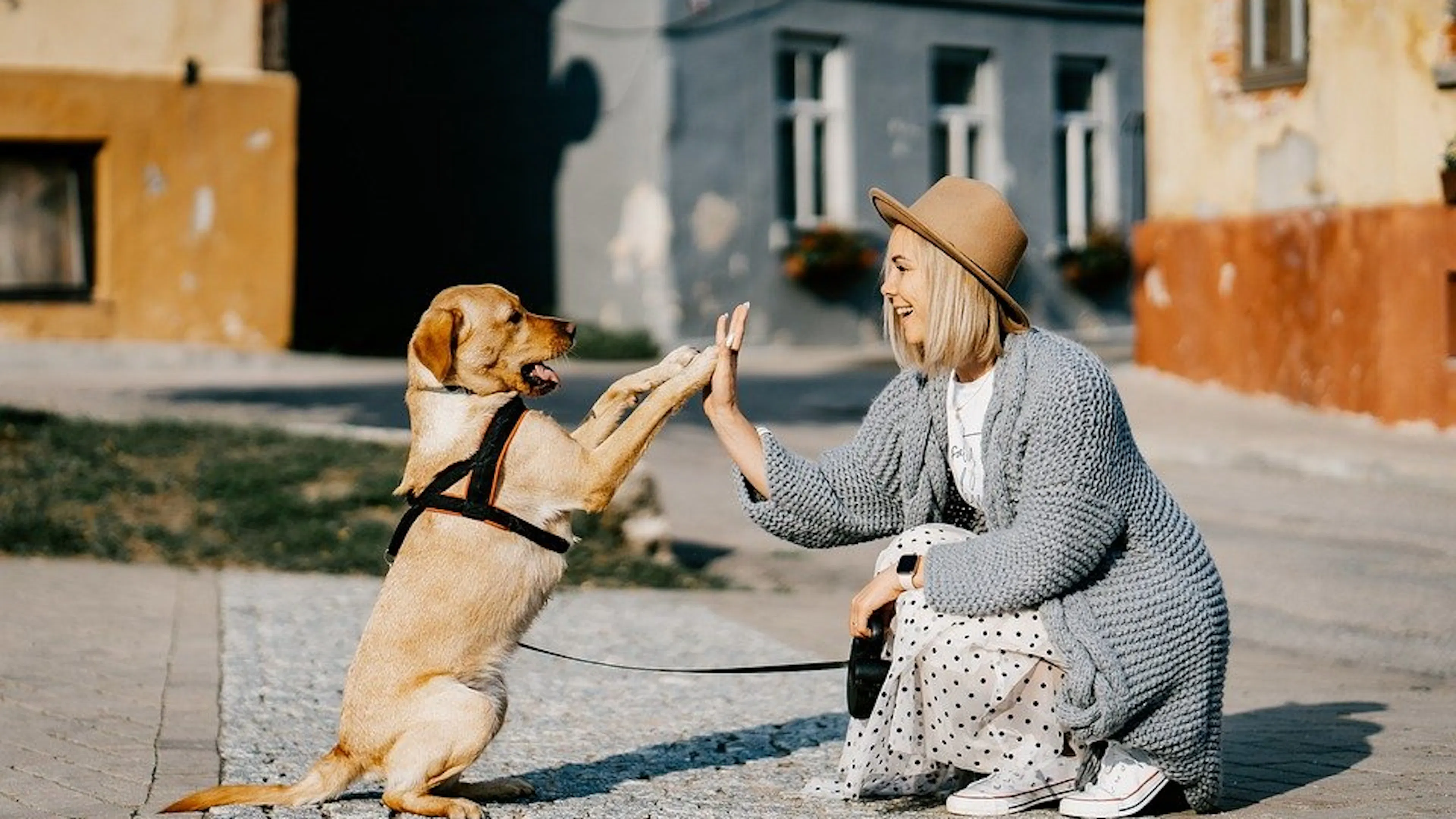 A stylish woman in a cardigan and wide brimmed hat high fiving a golden retriever puppy