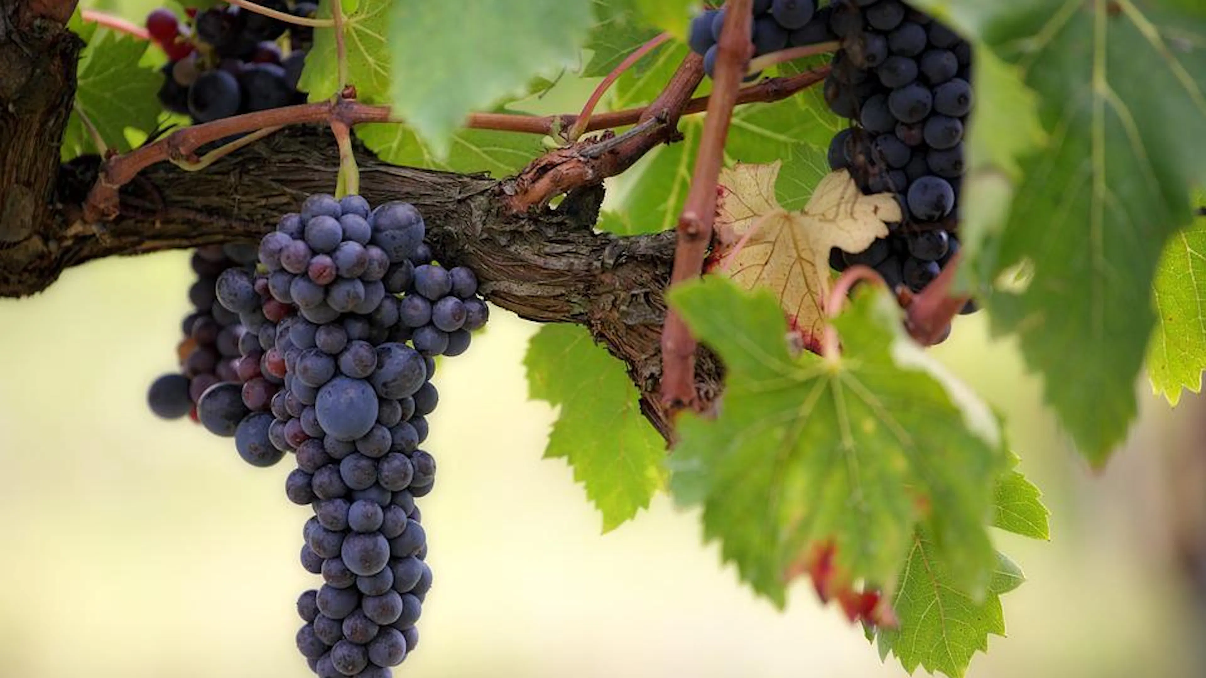 A bunch of red grapes hanging on a vine and shaded by large green leaves
