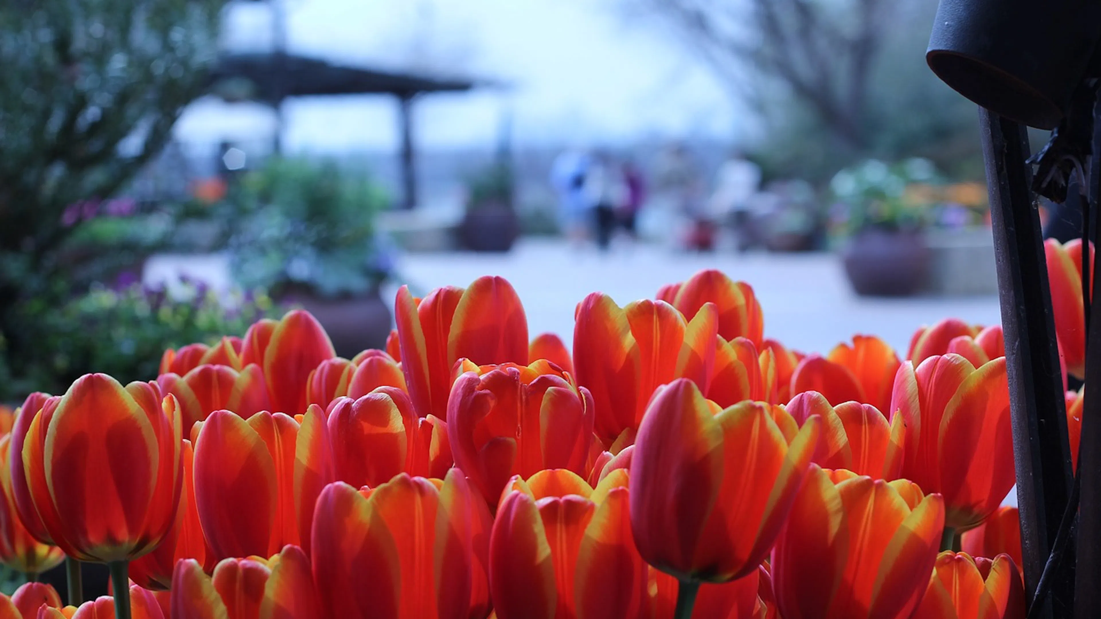 A cluster of orange and yellow tulips with what looks like a patio in a botanical garden in the background