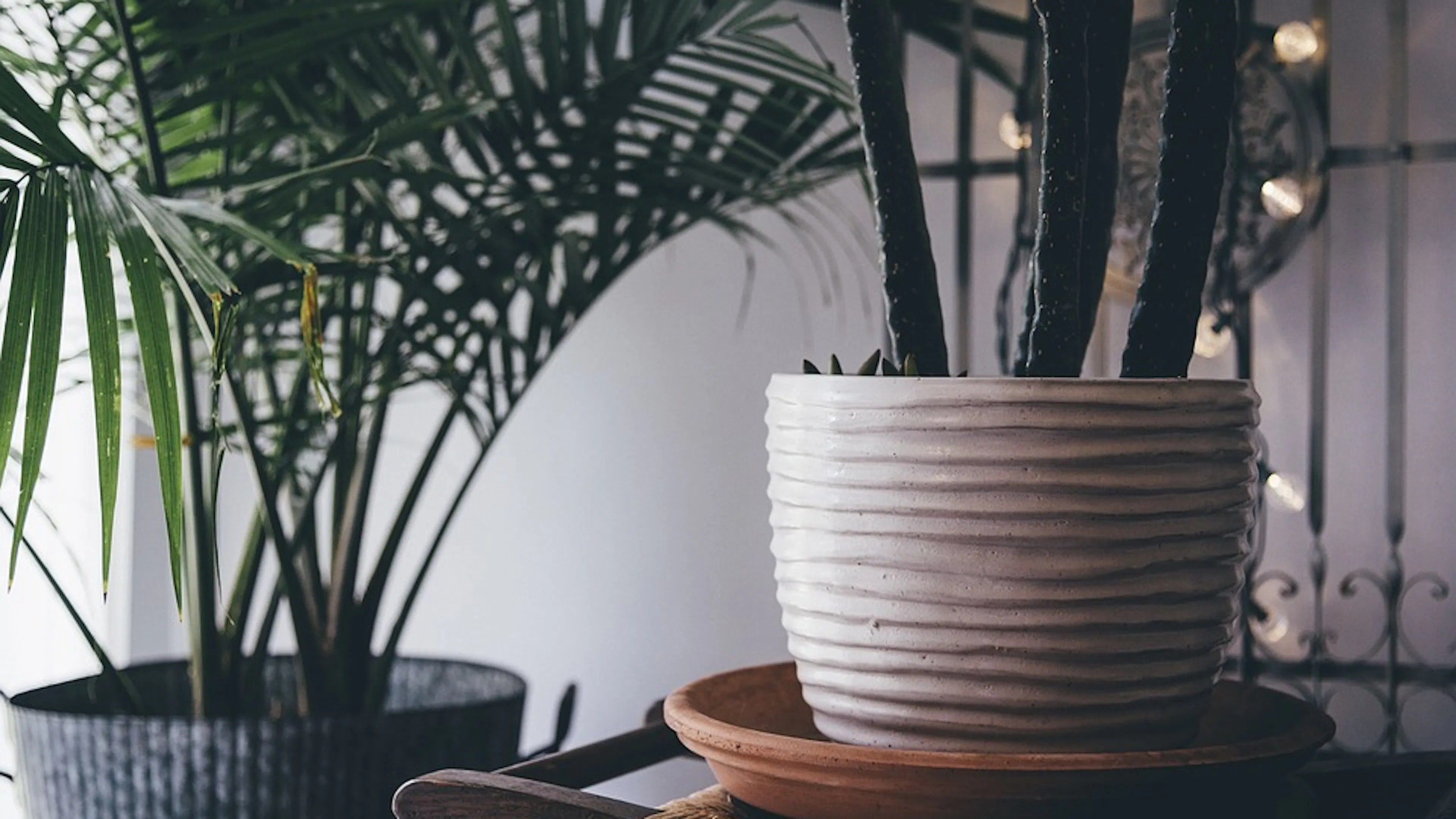 Two palm plants in ceramic pots in a dimly lit apartment