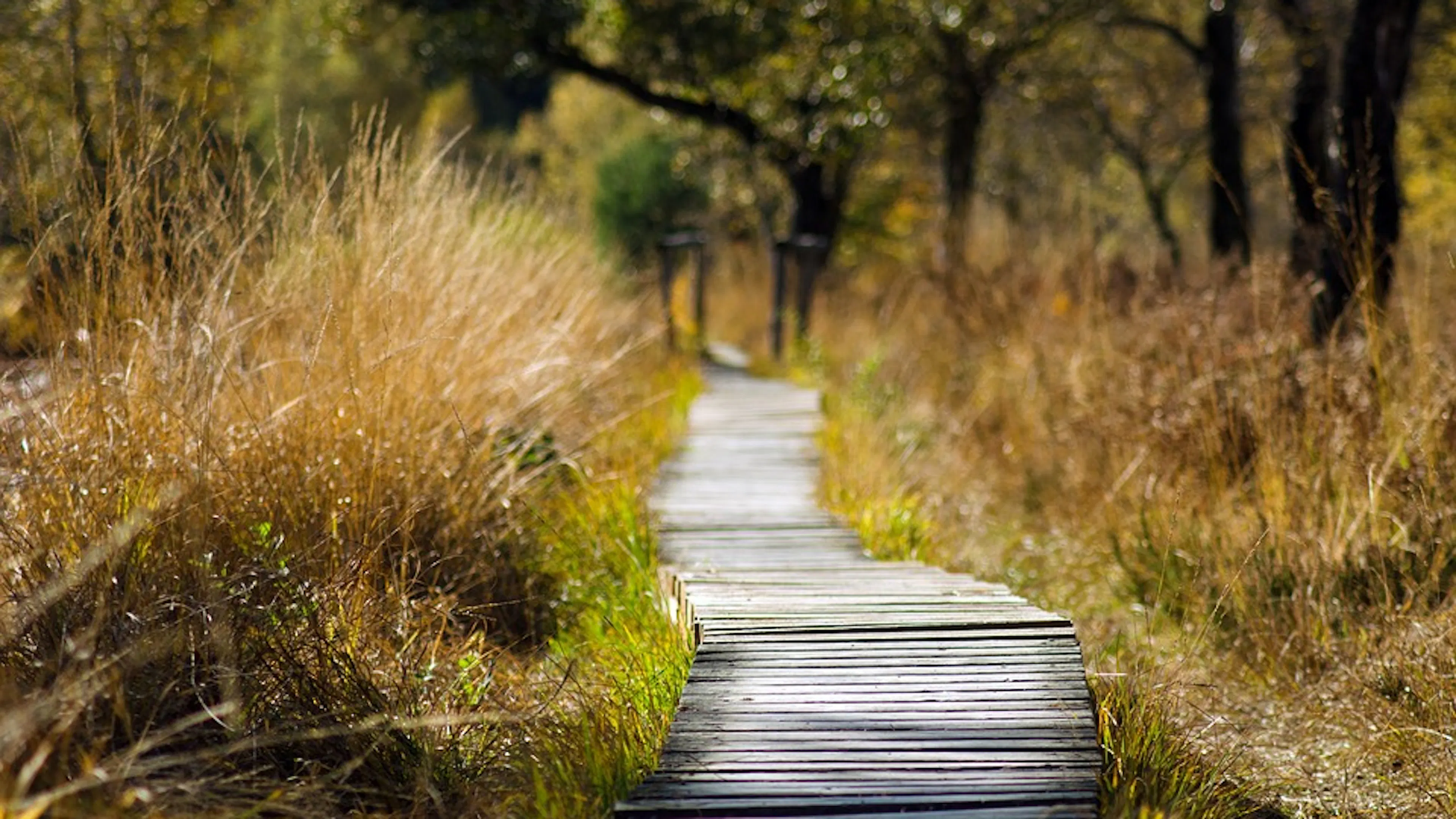 A wooden boardwalk surrounded by tall grasses leading into a shady tree area