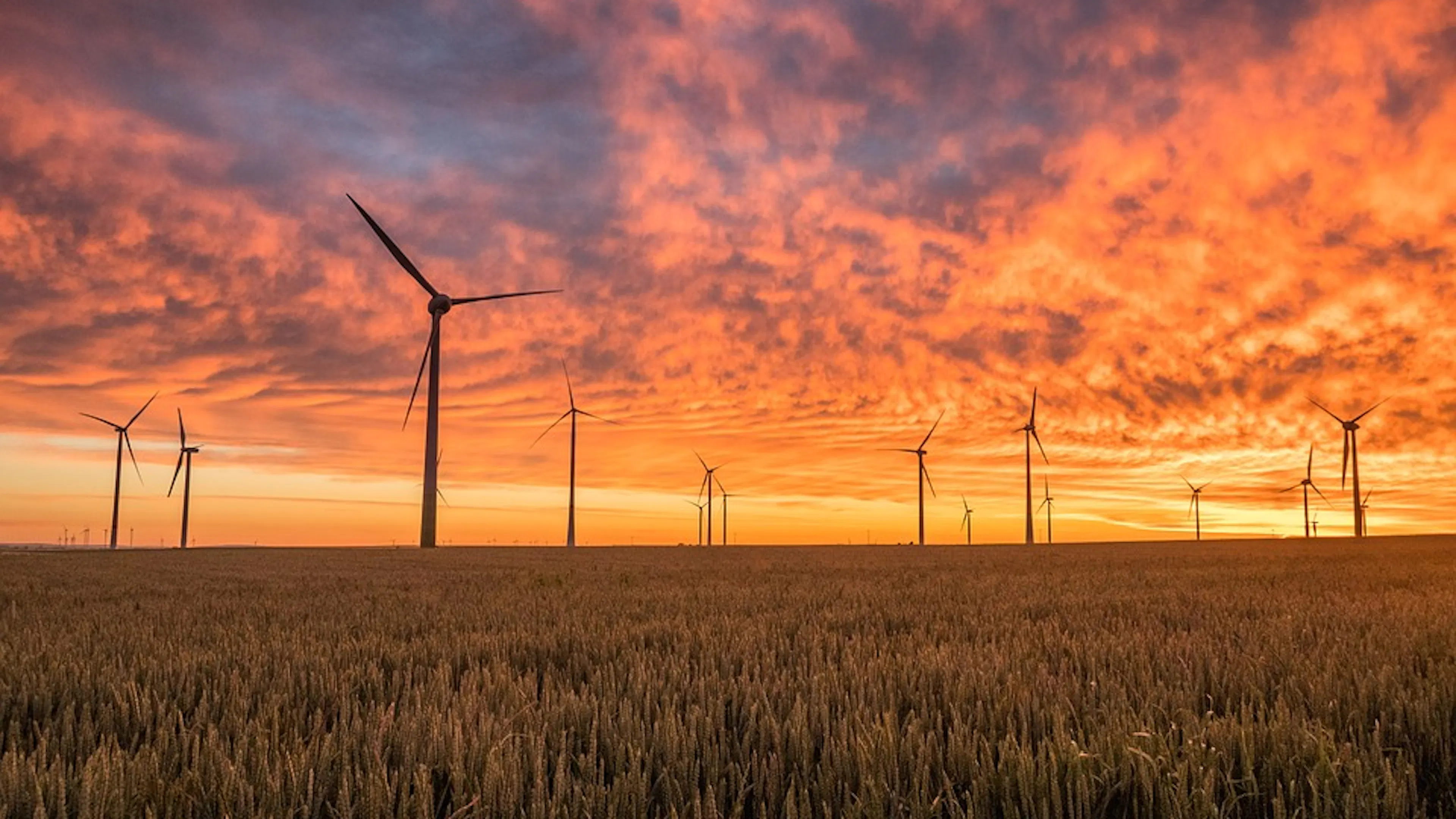 A grain field of wind turbines silhouetted against the sunset sky