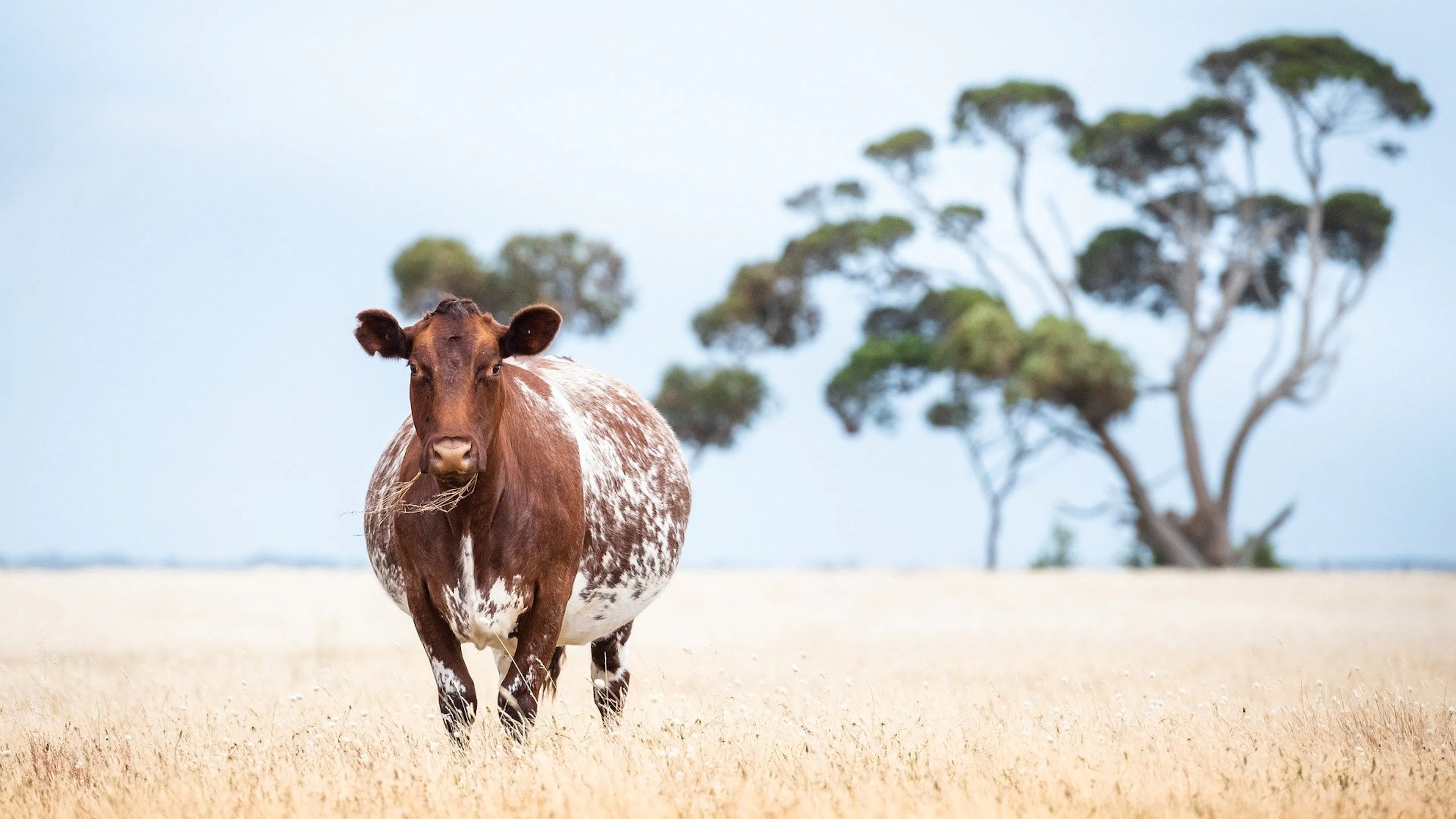 A brown and white cow standing in a grassy field with a lone tree in the back