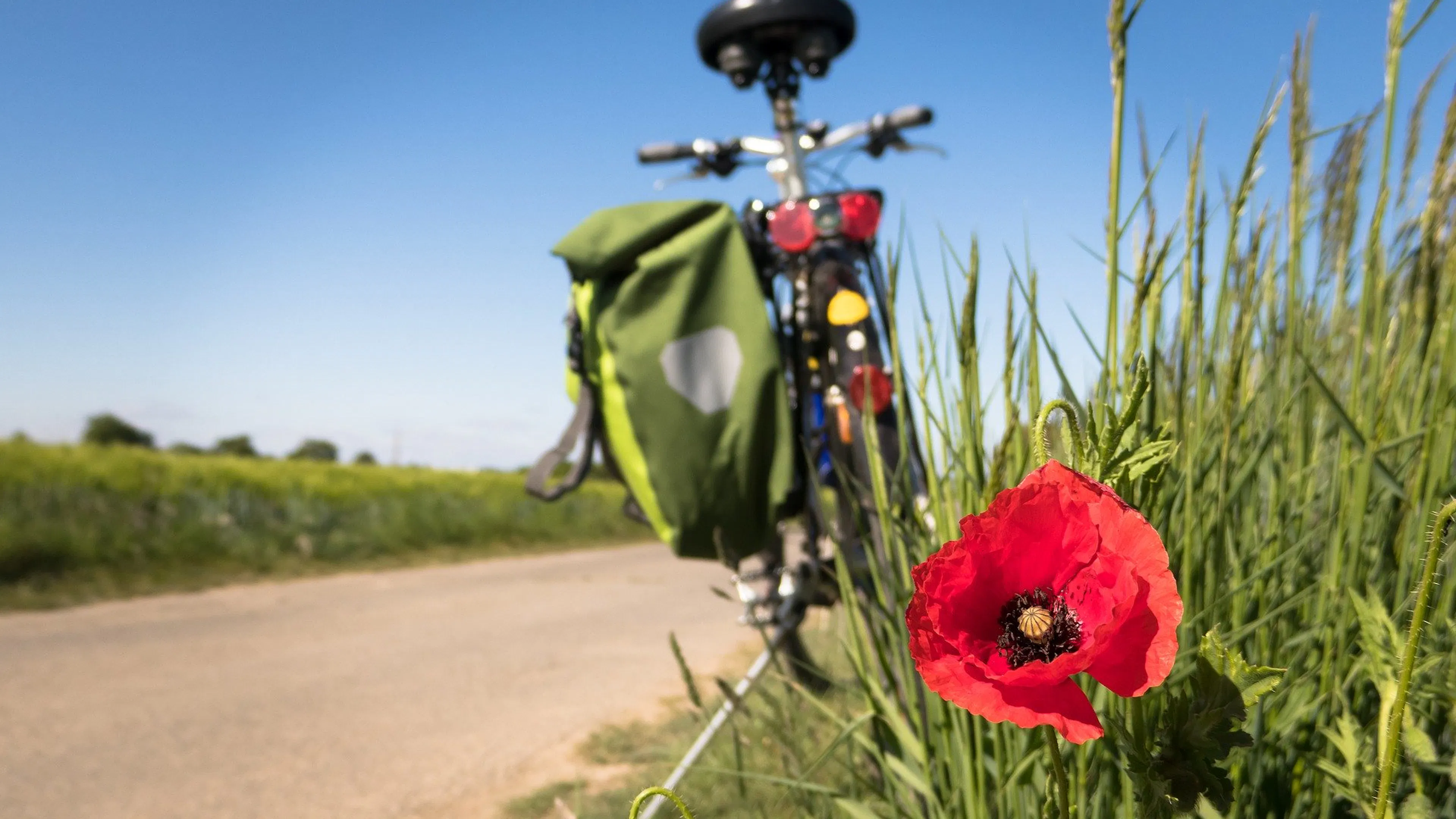 A close up of a red poppy flower on the grassy side of a paved trail with a parked bike in the background