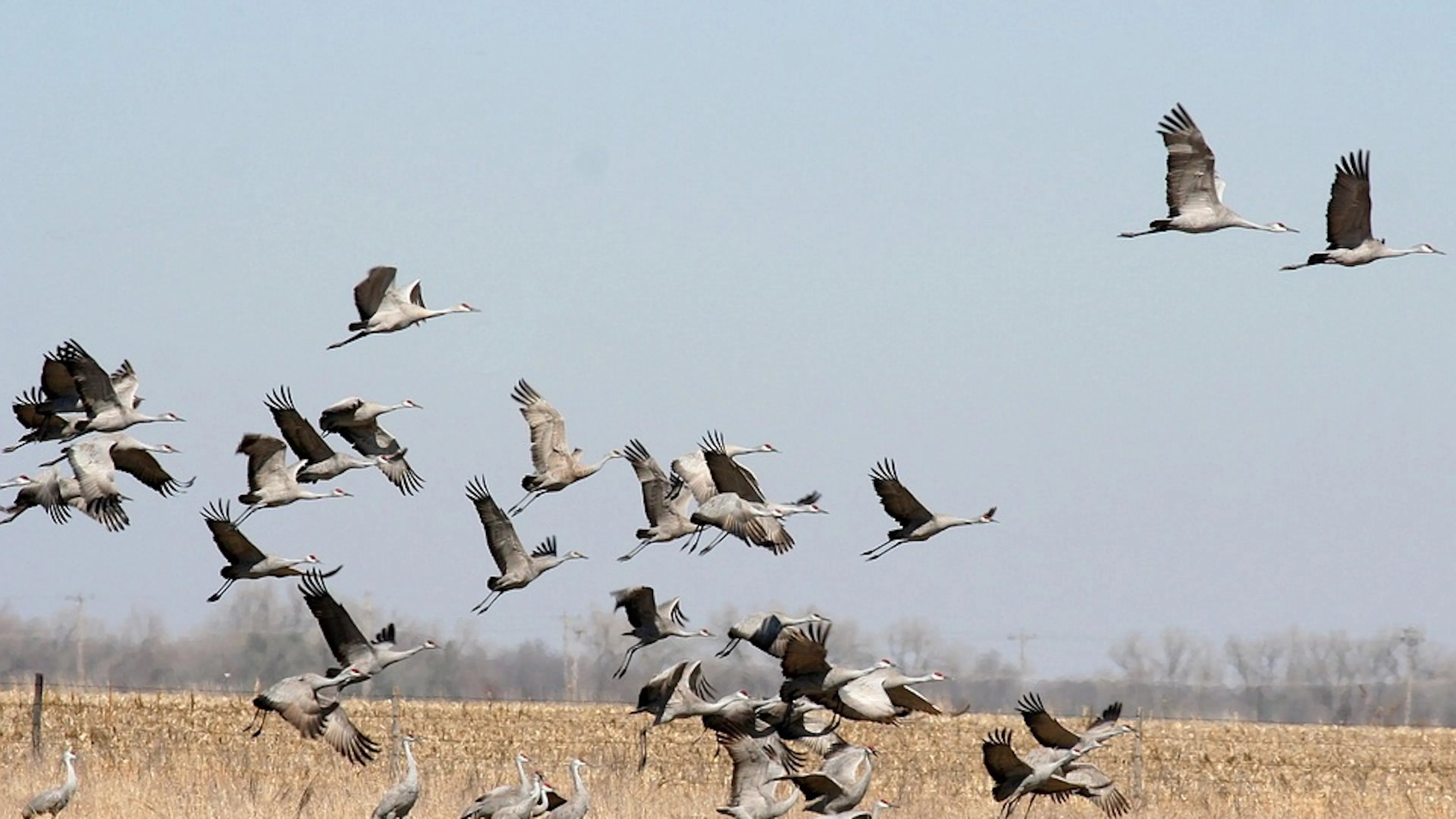 A flock of migrating grey herons about to take off from a wintery field