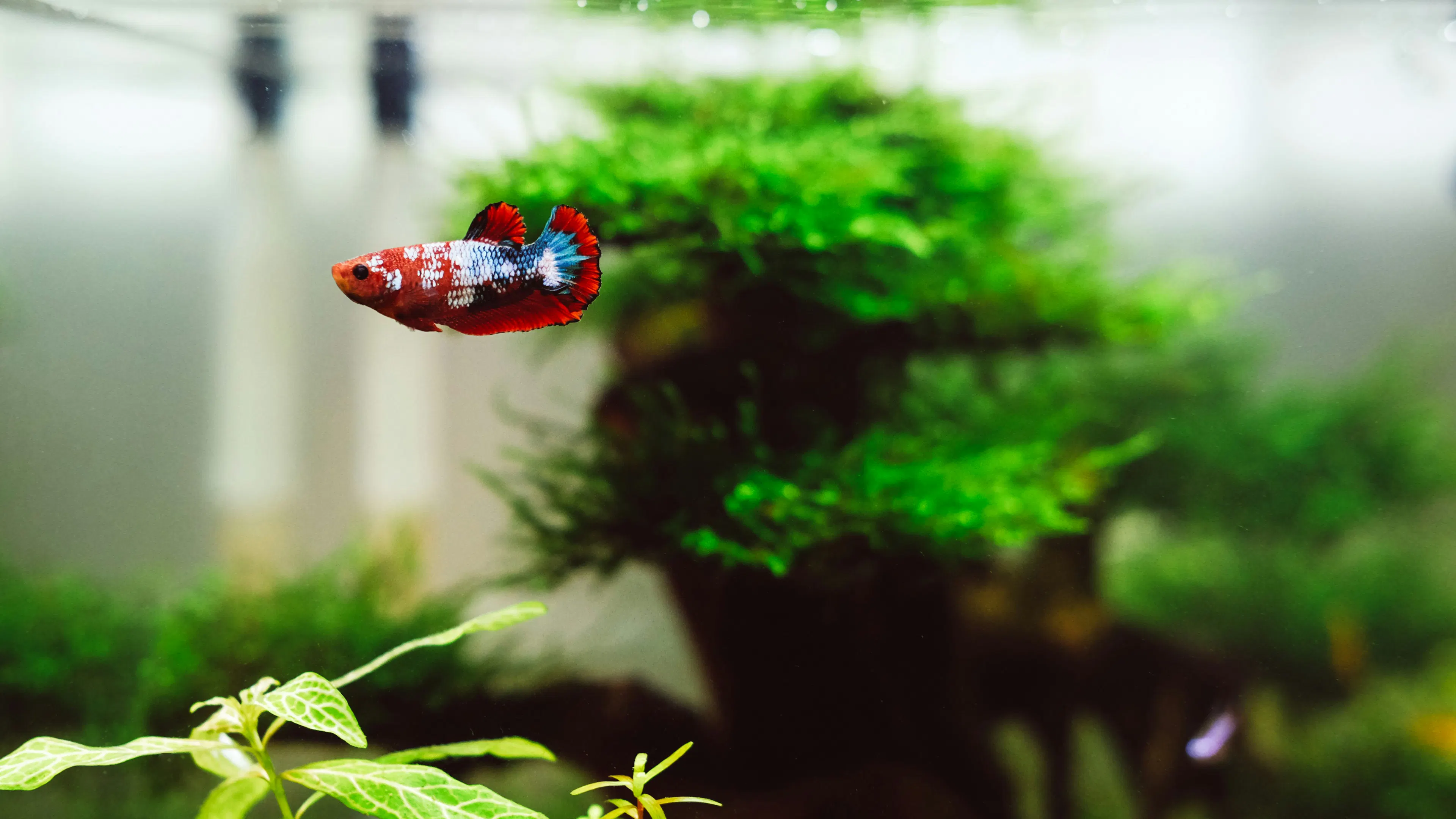 A single red and white guppy fish swimming in a foliage filled fish tank with clear water and healthy plants