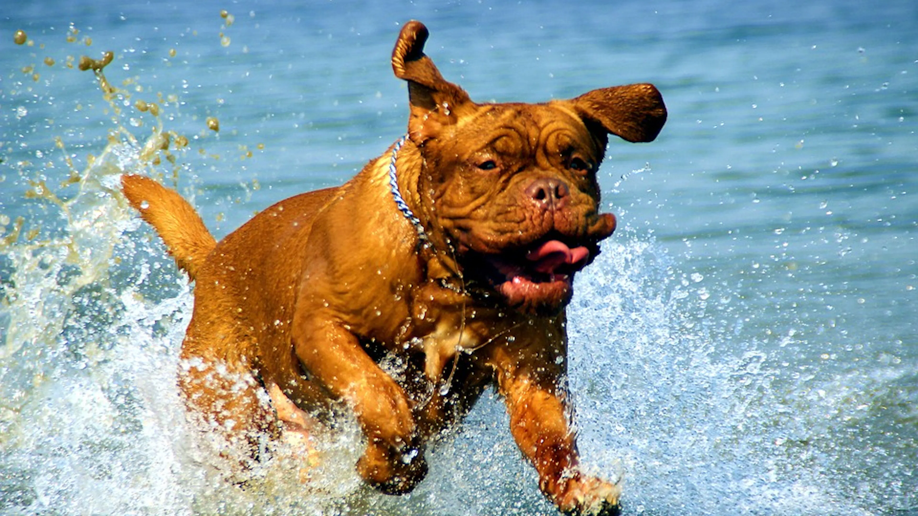 A very good and happy dog running through the water with tail and ears and cheeks flapping in excitement