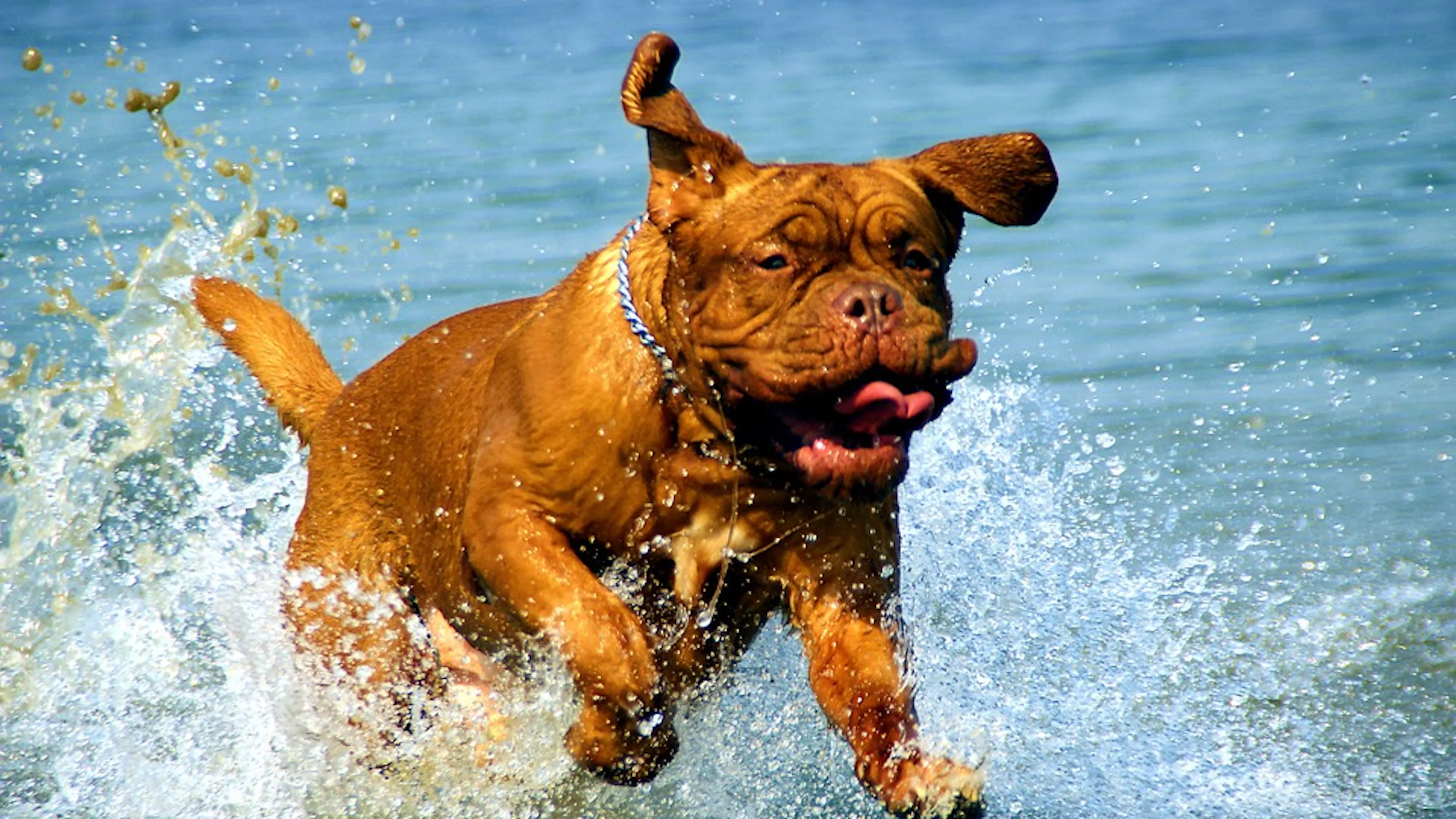 A very good and happy dog running through the water with tail and ears and cheeks flapping in excitement