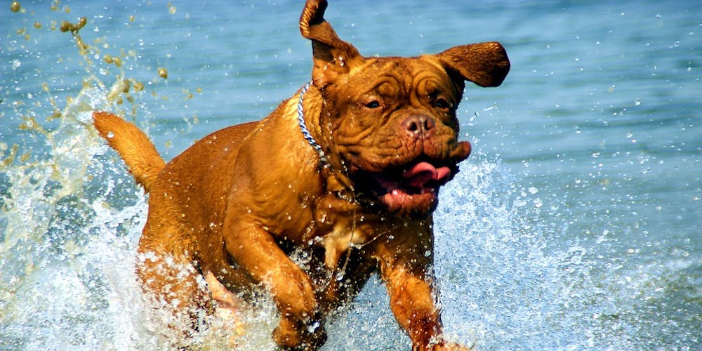 How To Take Your Dog Swimming Safely