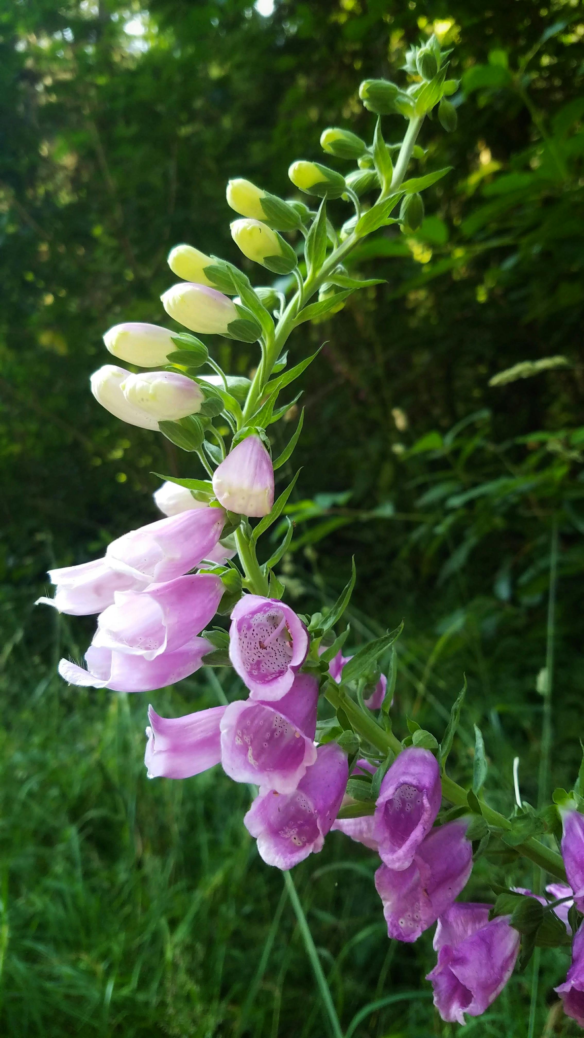 Common Meadow Wildflowers In Washington