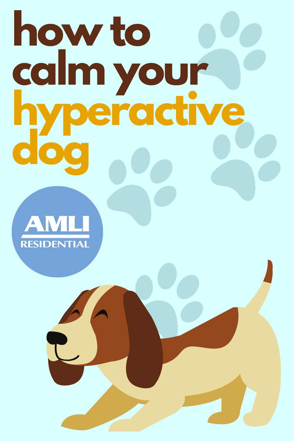 Dog Too Hyper: How to Calm an Energetic Dog or Hyperactive Puppy