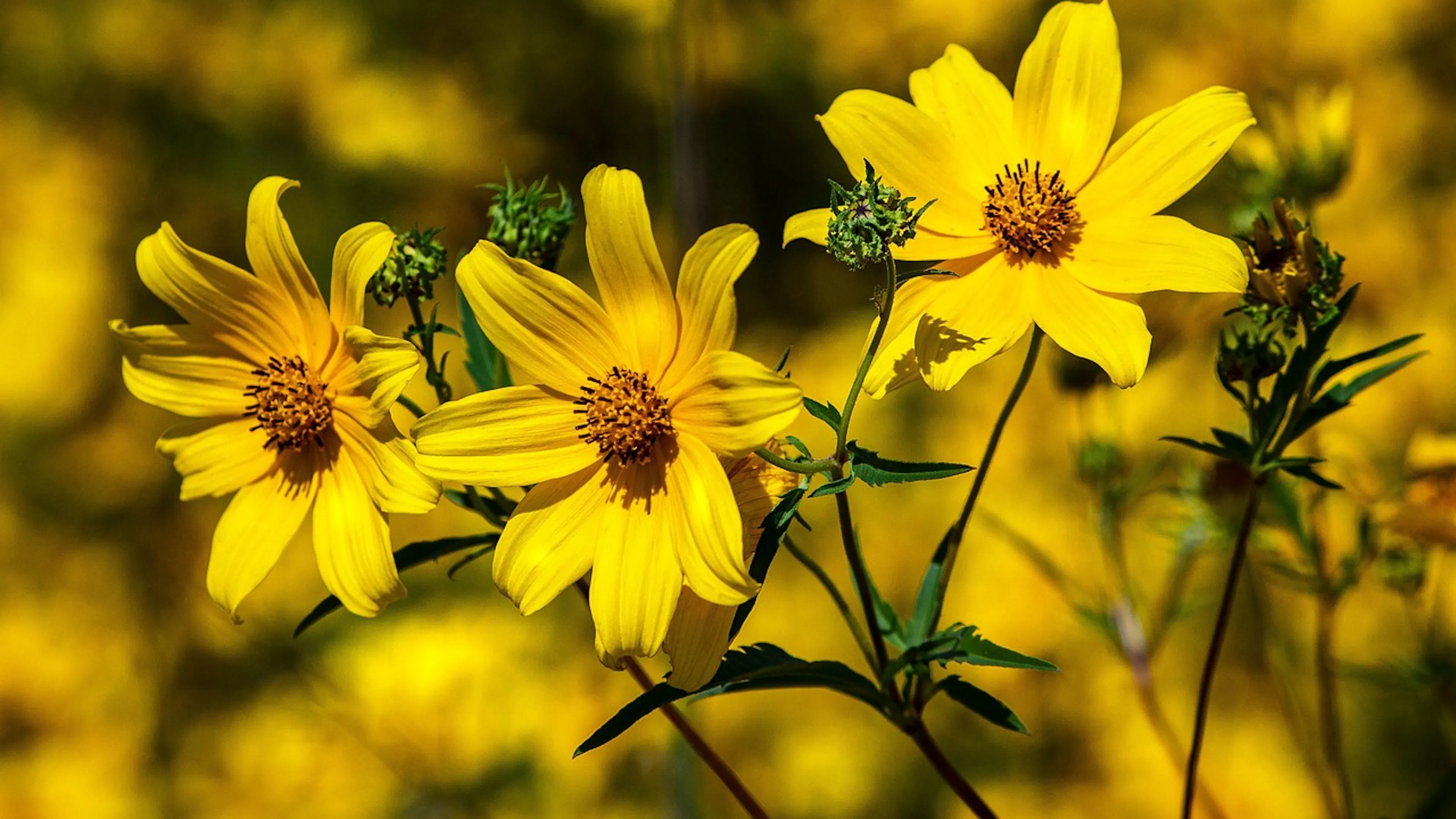 A close up of the coreopsis flower with its characteristic yellow petals and daisy like shape