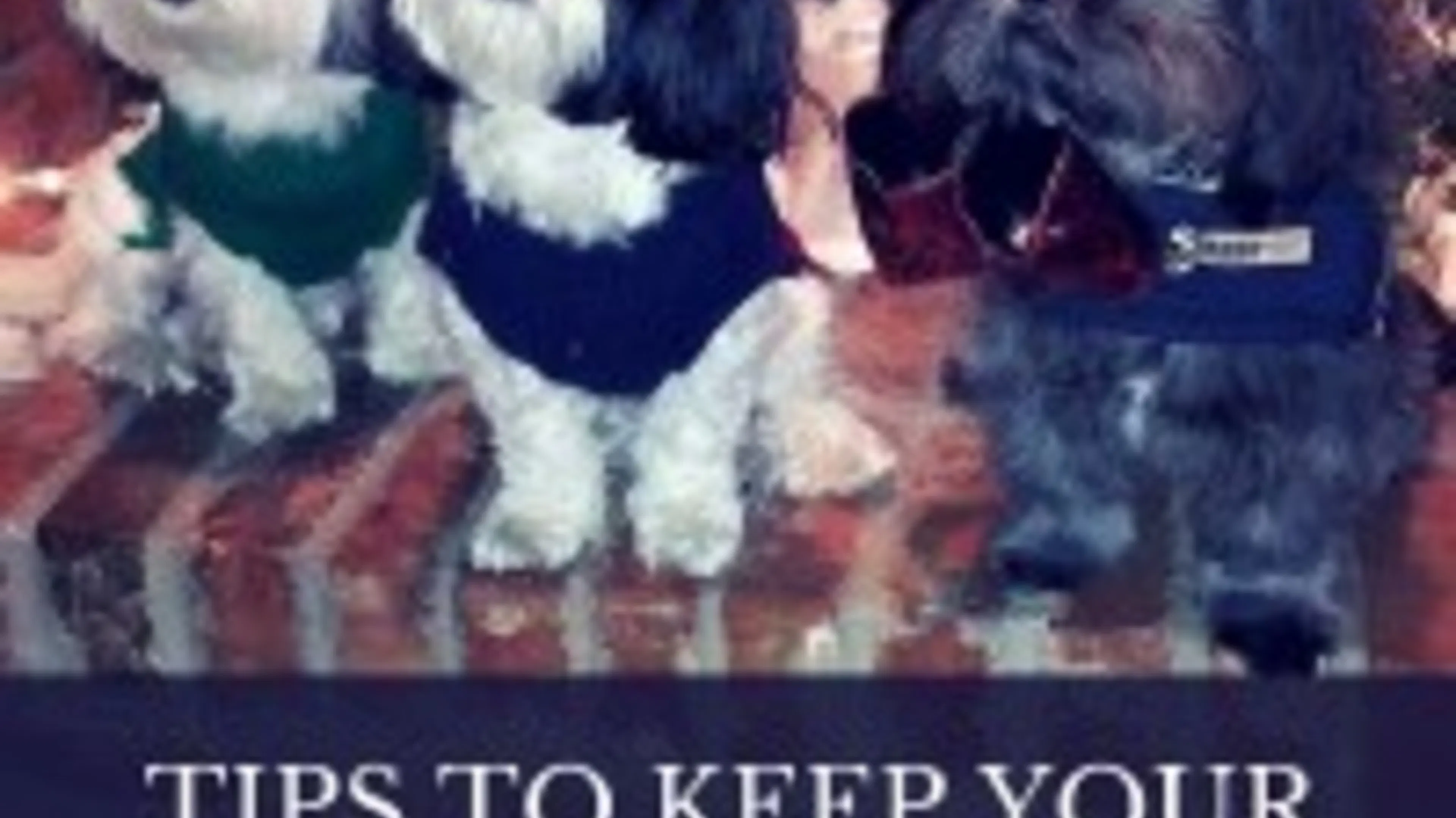 Tips to Keep Your Dog Entertained During the Winter