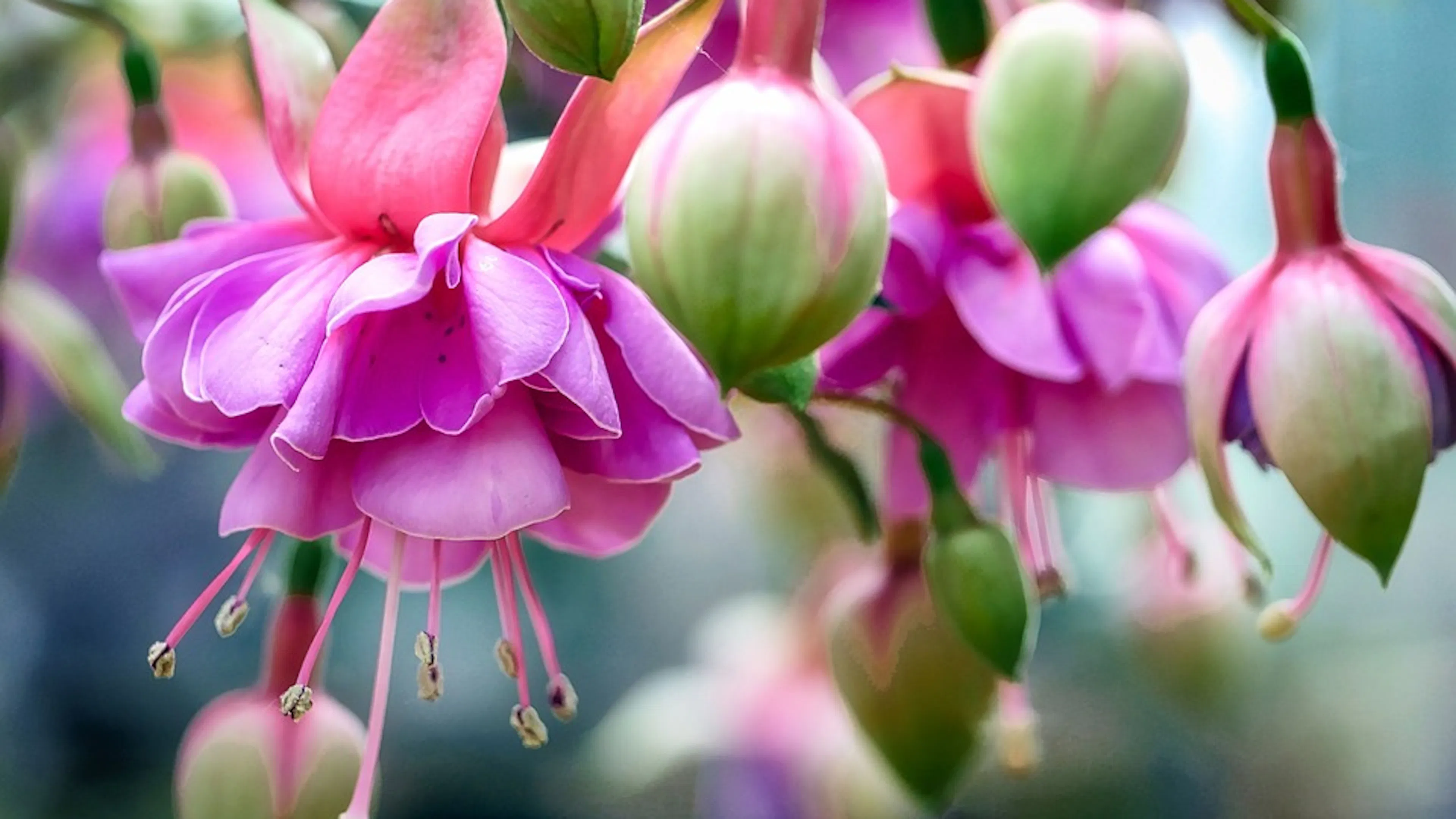 Close up of a soft pink fuchsia flower and its unopened buds