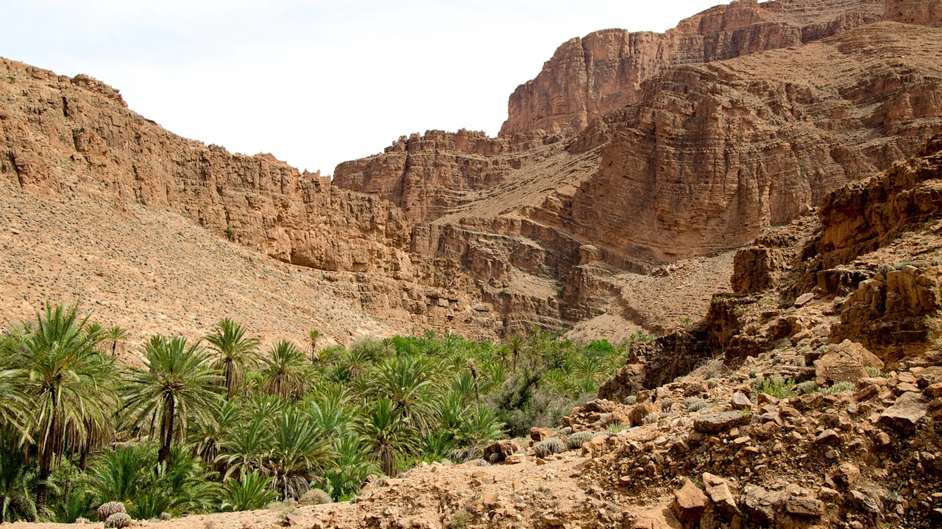 An oasis of palm trees tucked into a valley surrounded by dry desert mountains