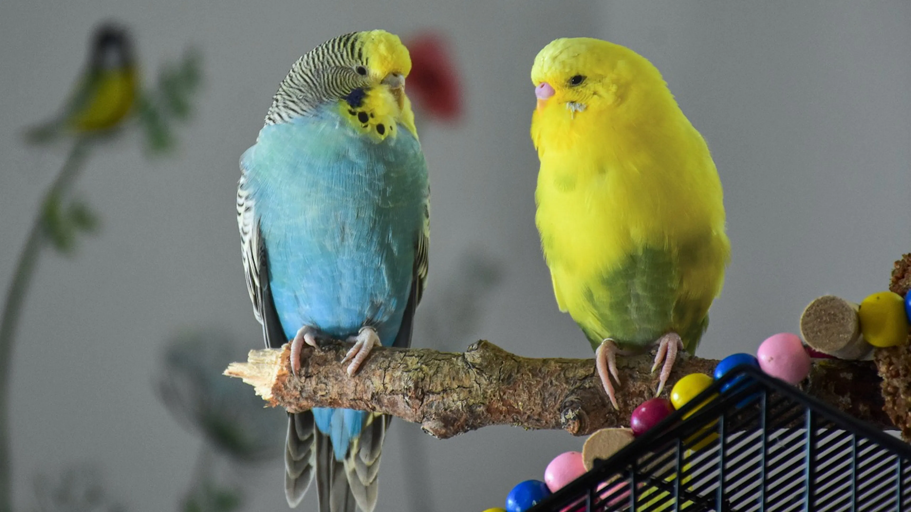 A blue budgie and a yellow budgie sitting on top of a bird cage indoors